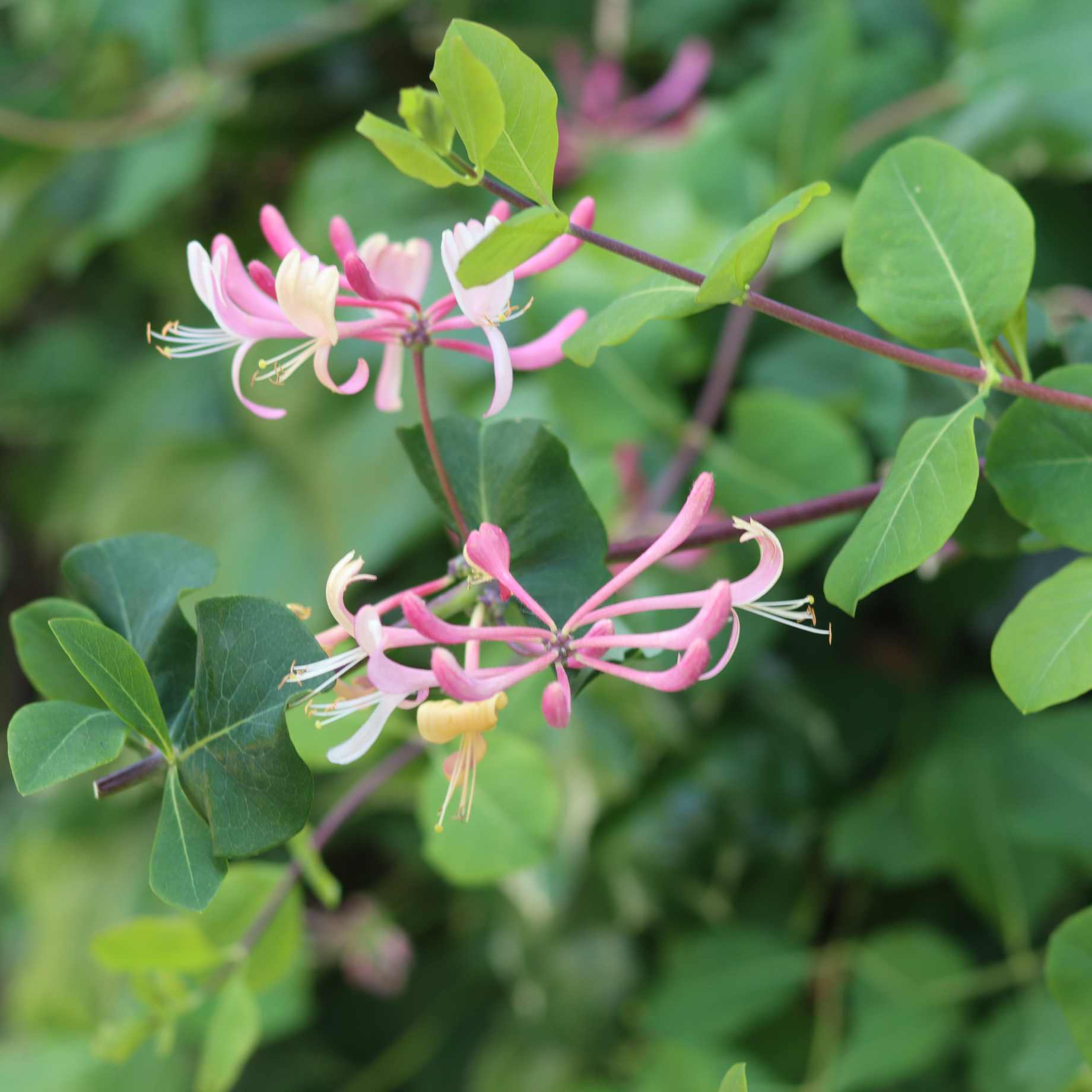 Lonicera japonica