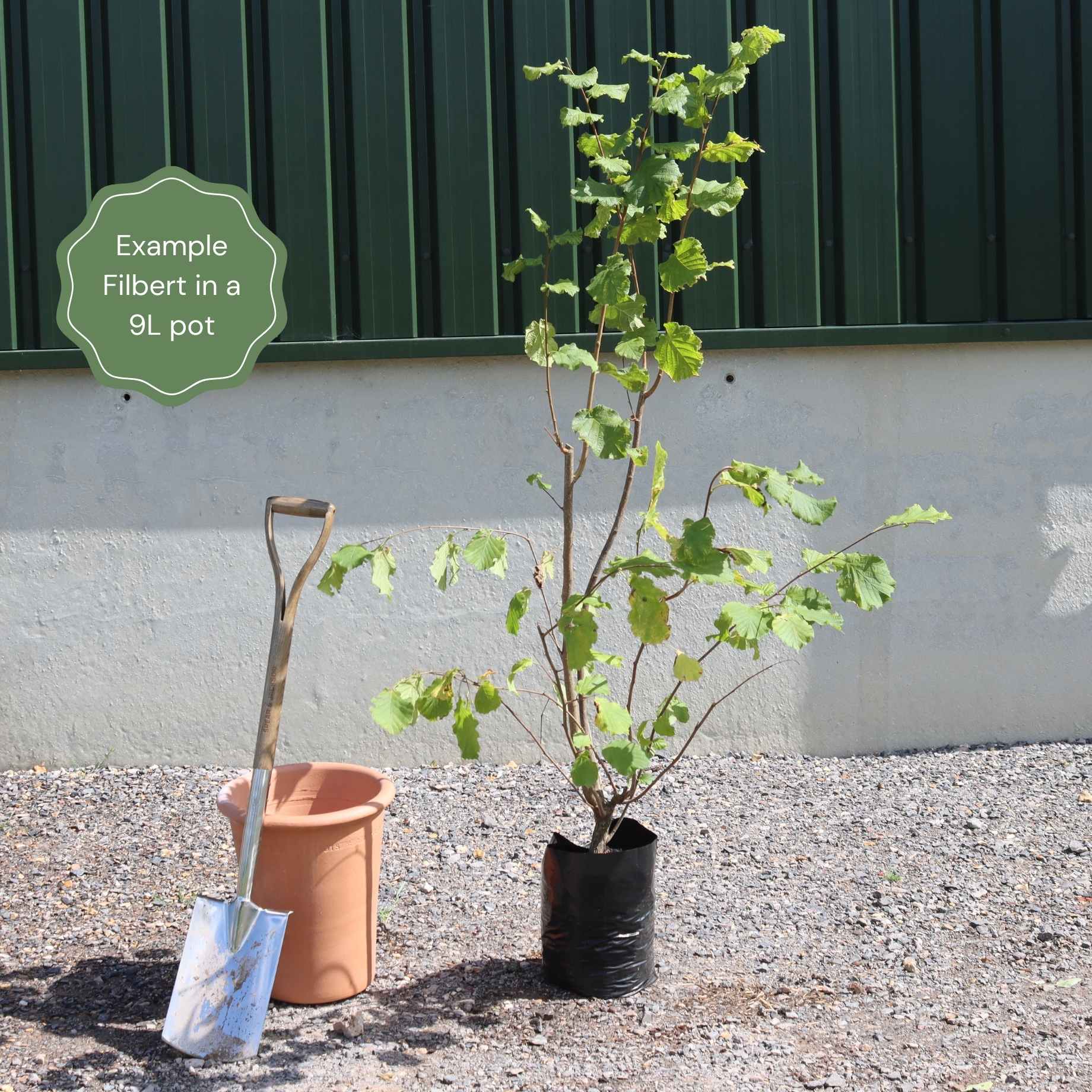 Corylus maxima 'Purpurea'