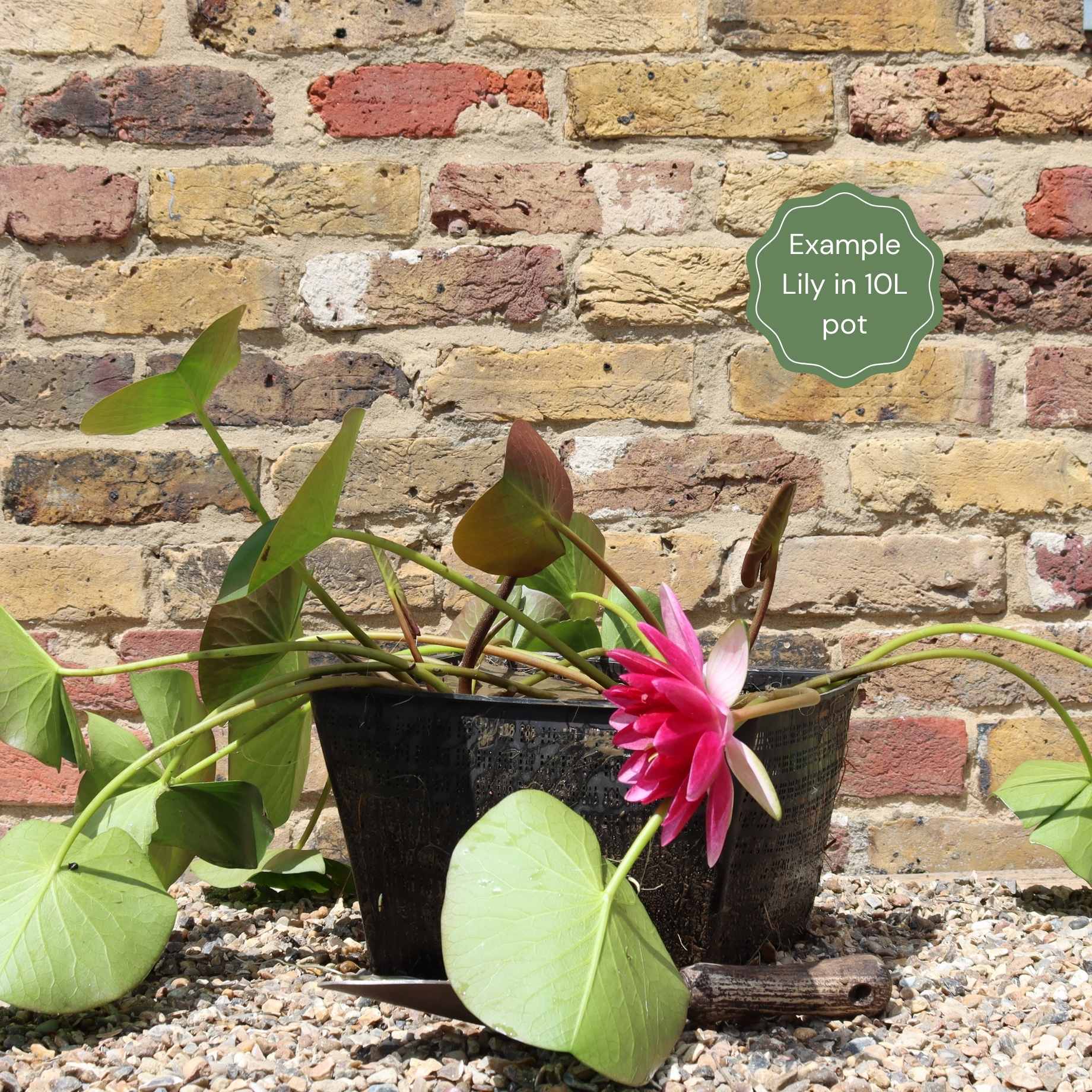 Nymphaea 'Gladstoniana'