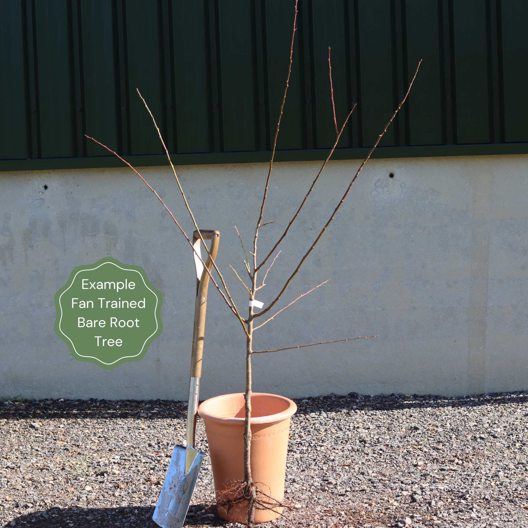 Fan-Trained Plum Tree
