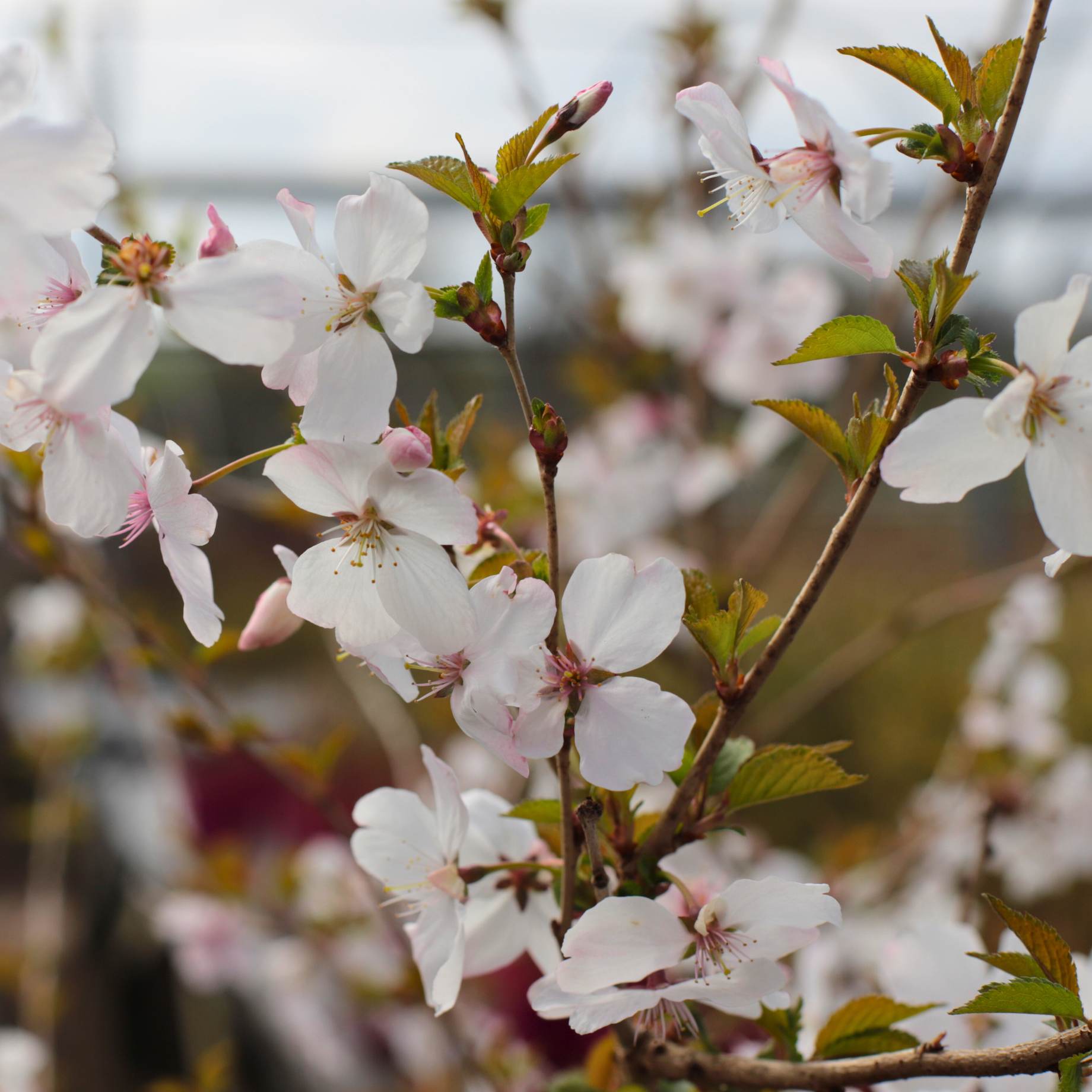 Prunus incisa