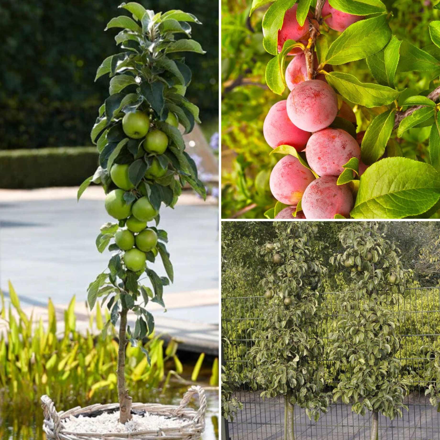 Apple, Pear & Plum