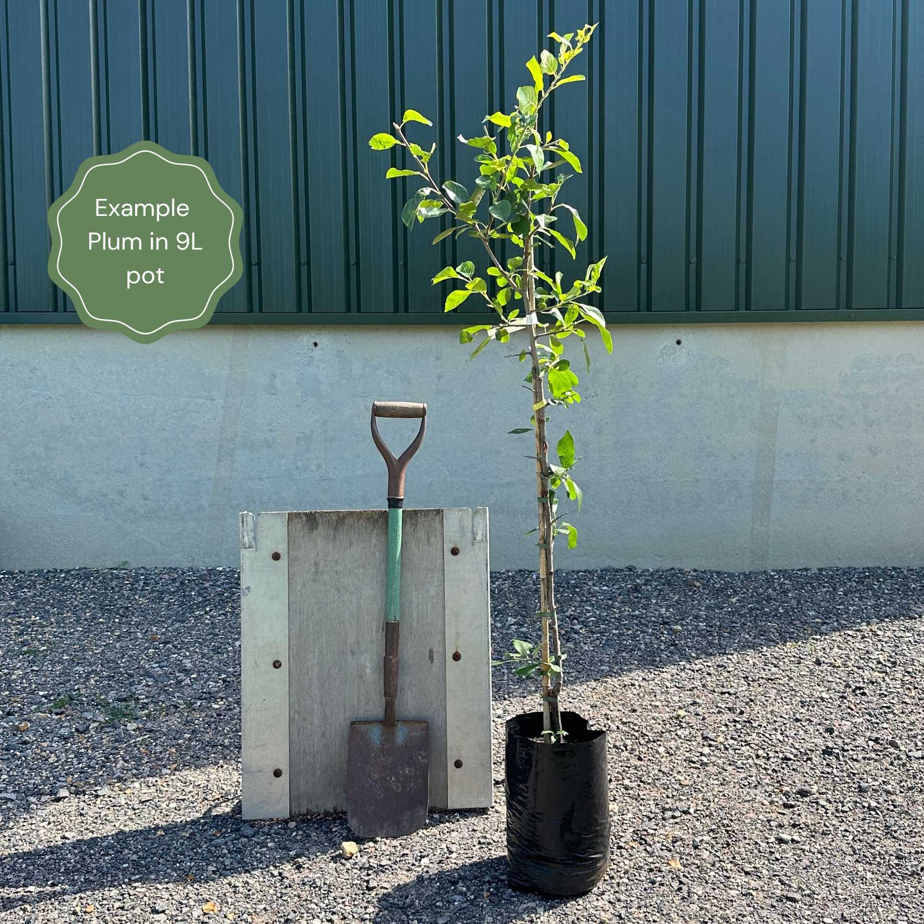 'Cambridge Gage' Plum Tree