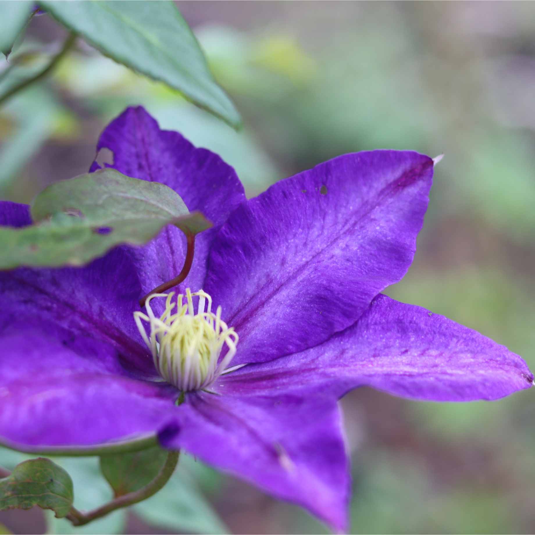 Clematis viticella 'Polish Spirit'