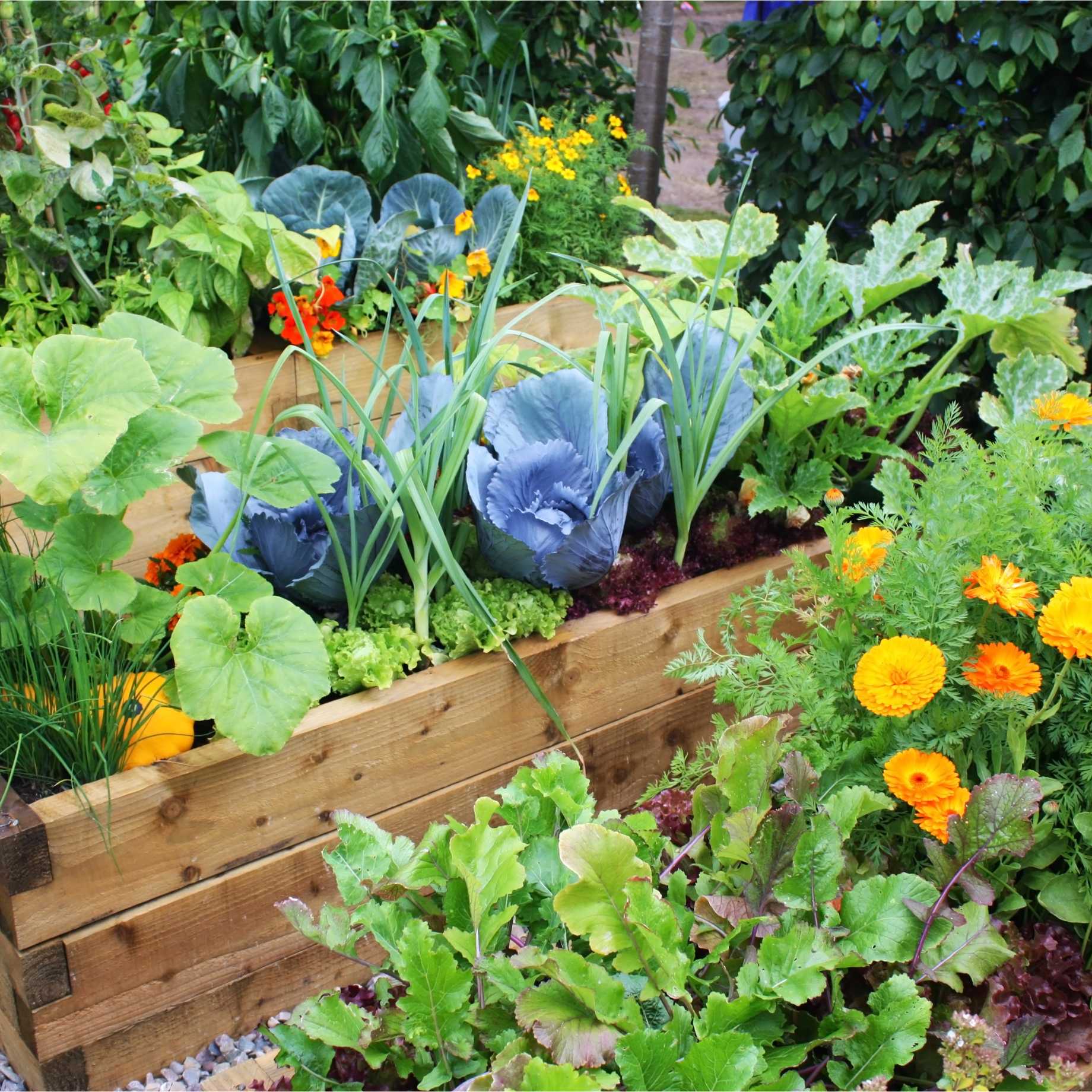 Best Vegetables Collection