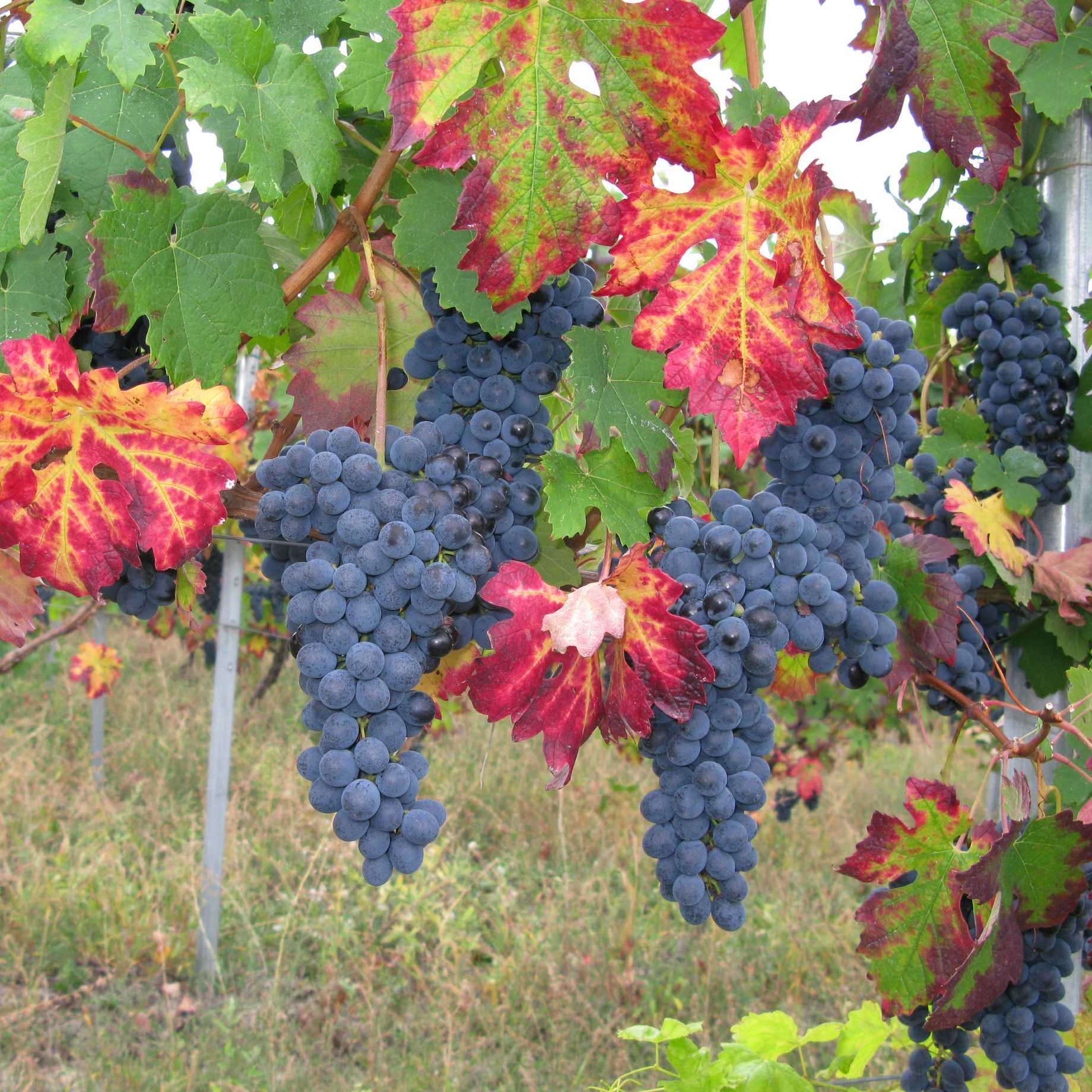 Vitis vinifera 'Purpurea'