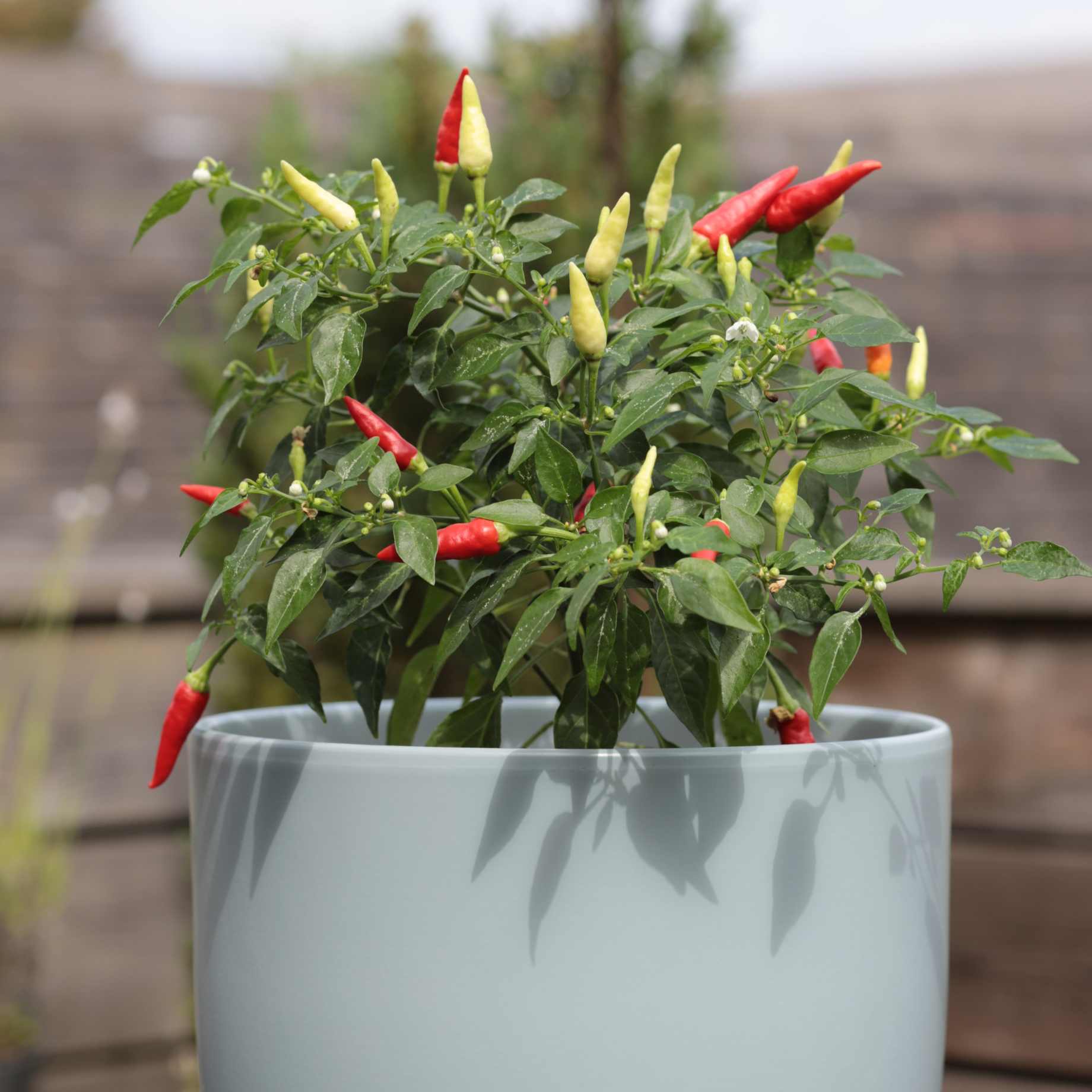 'Basket of Fire' Chilli Pepper Plant