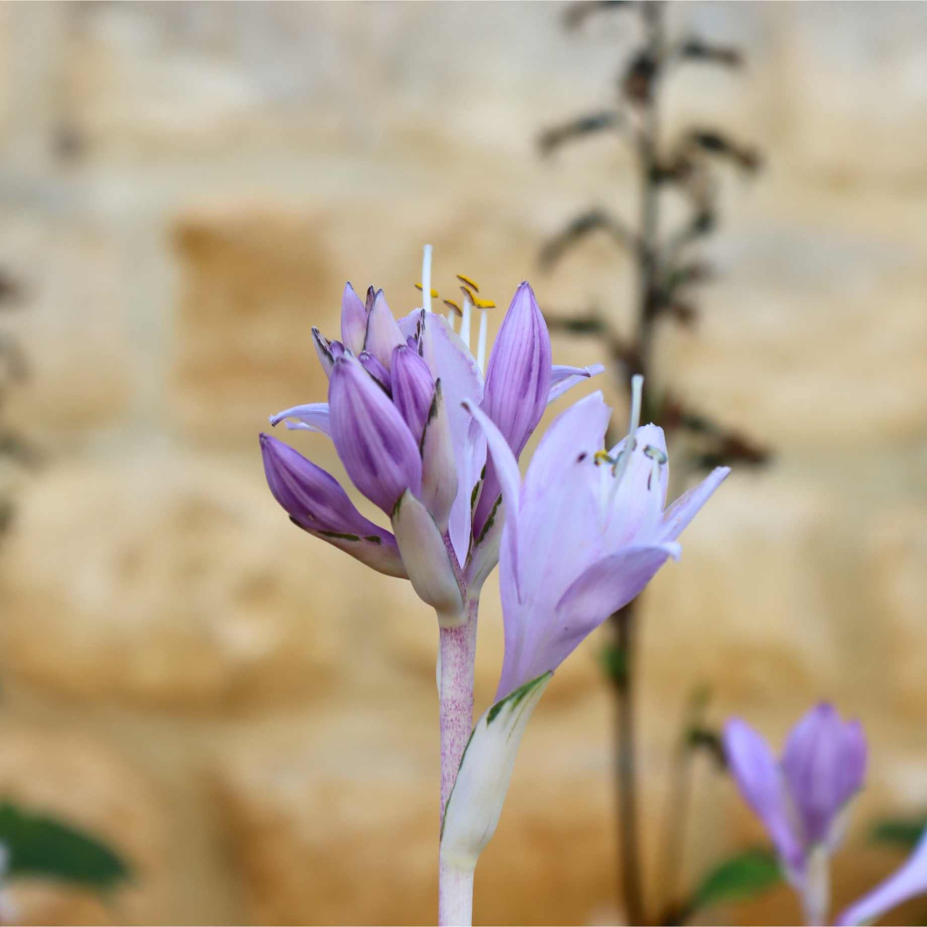 Hosta 'Patriot'