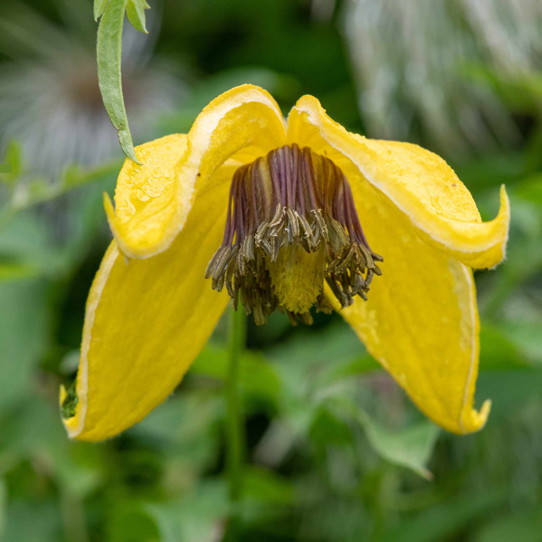 Clematis 'Golden Tiara'