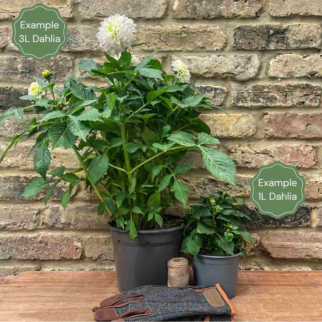 Dahlia 'Burlesca'