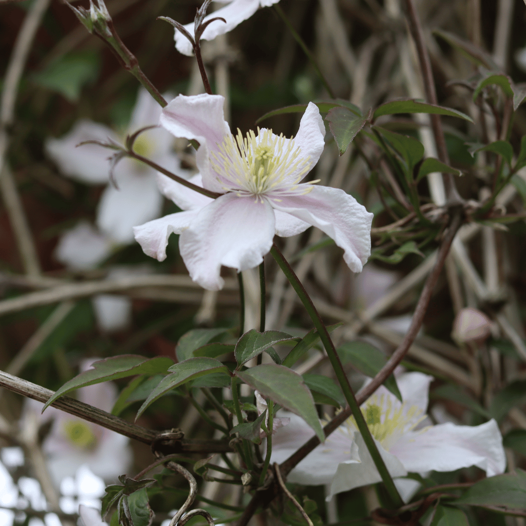 Clematis montana 'Mayleen'