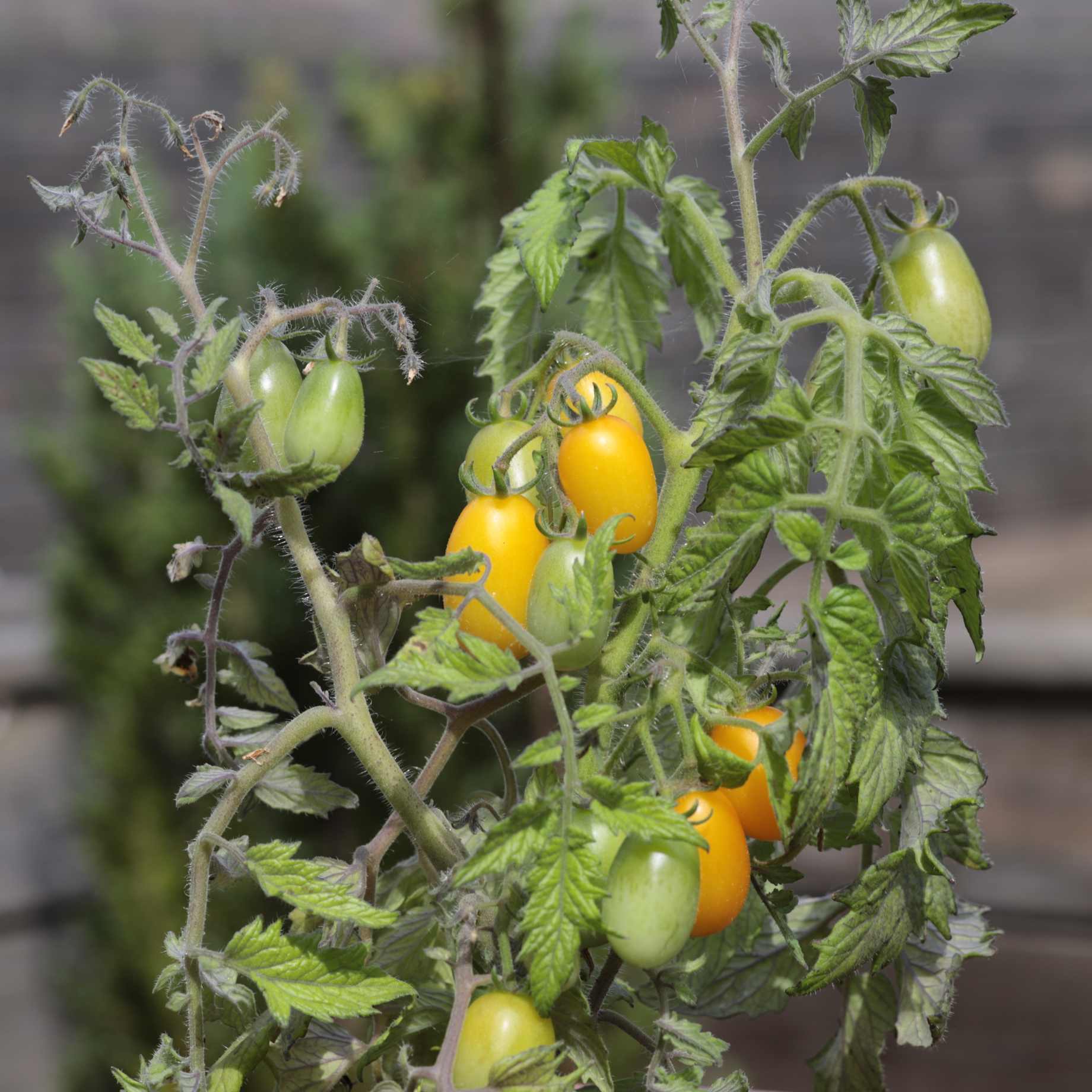 'Peardrop' Yellow Tomato Plant