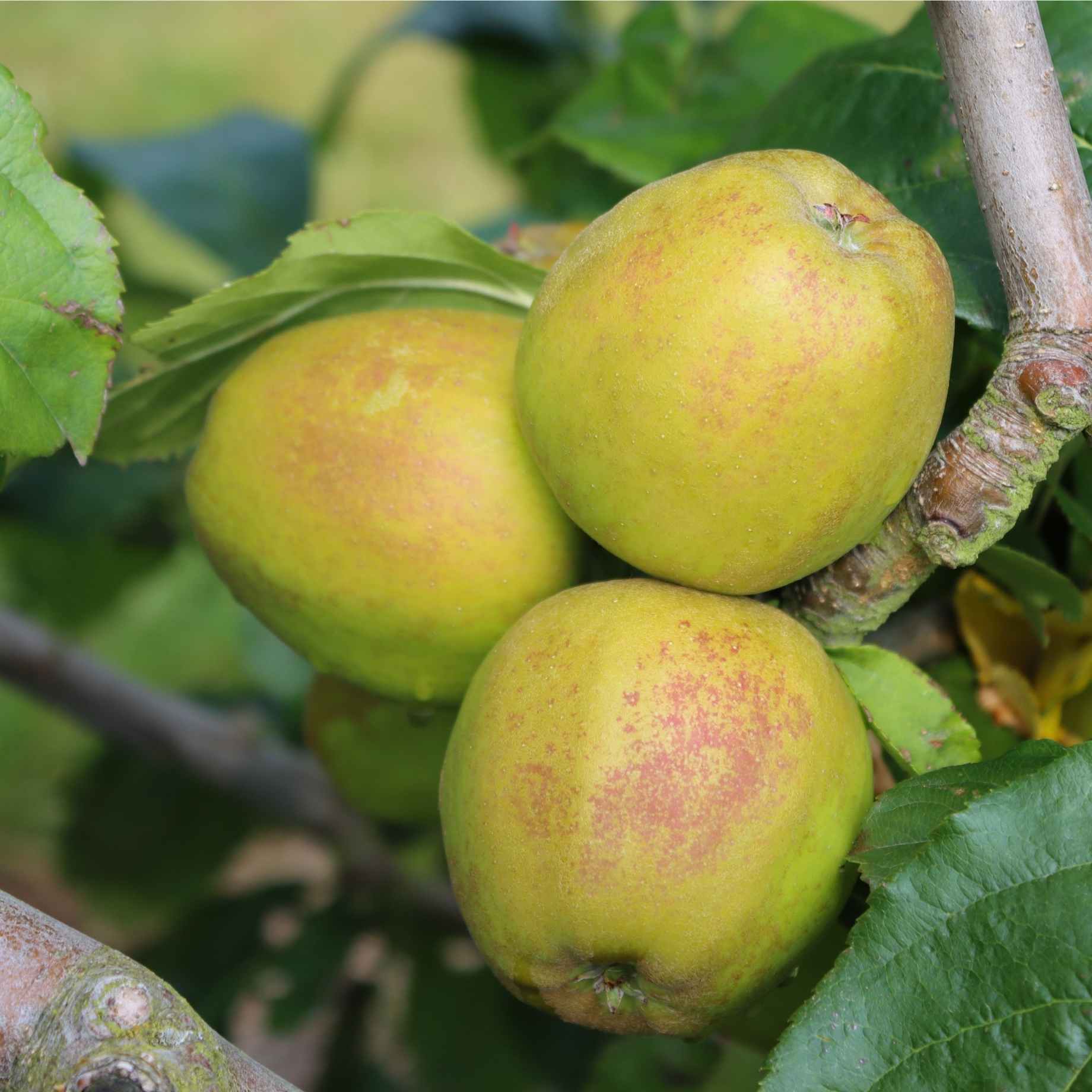 'Ashmead's Kernel' Apple Tree
