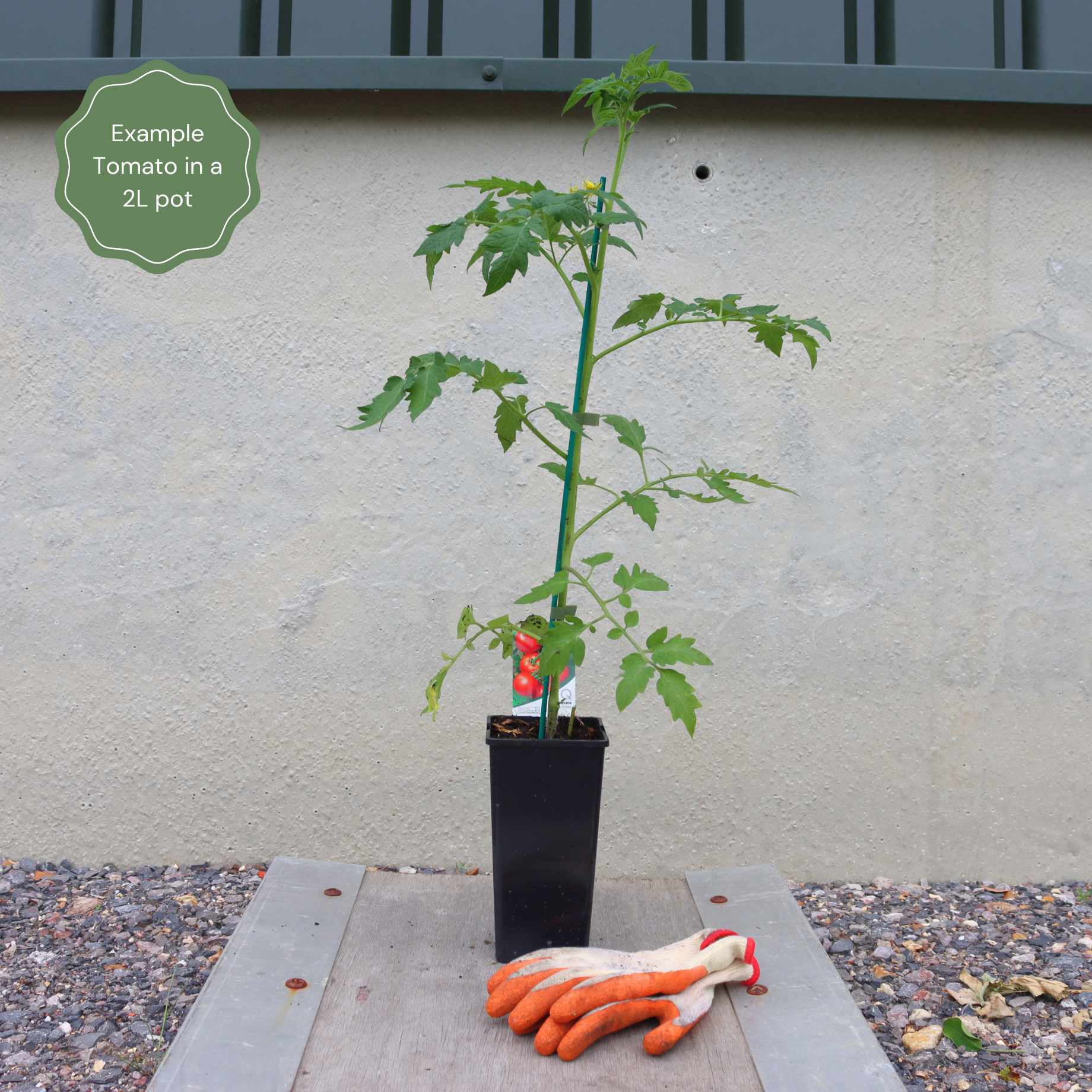 'Gardener's Delight' Tomato Plants