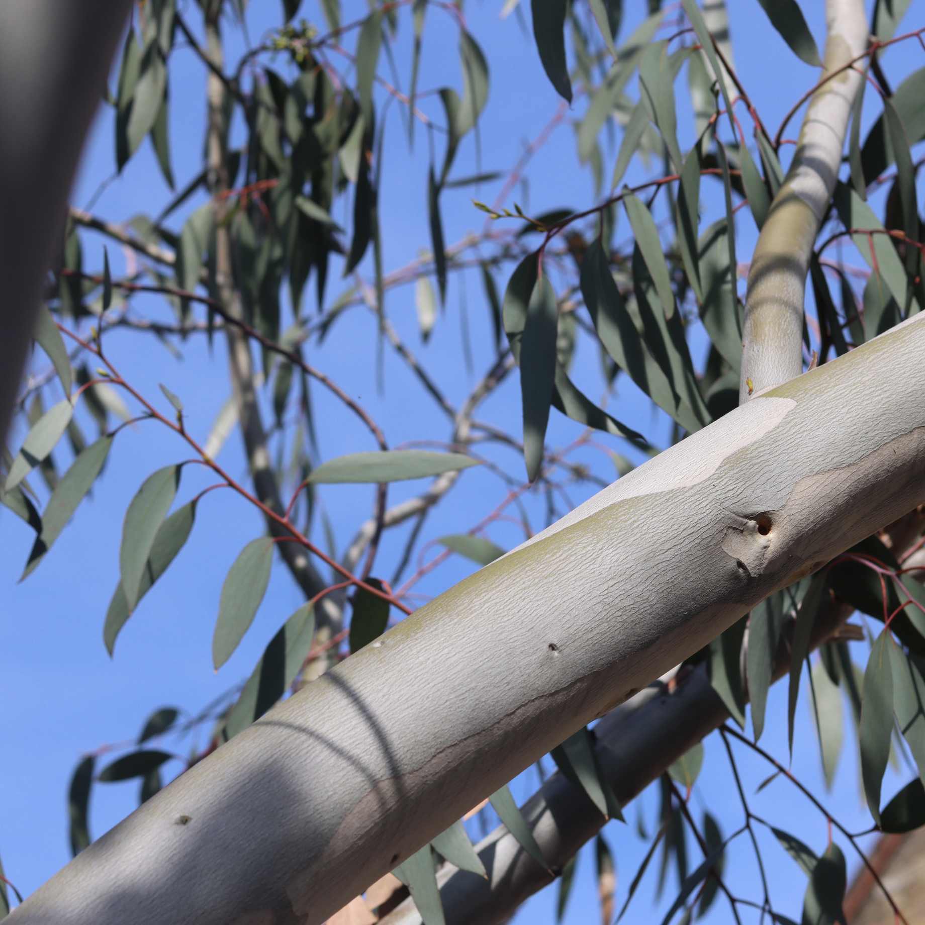 Eucalyptus pauciflora 'Niphophila'