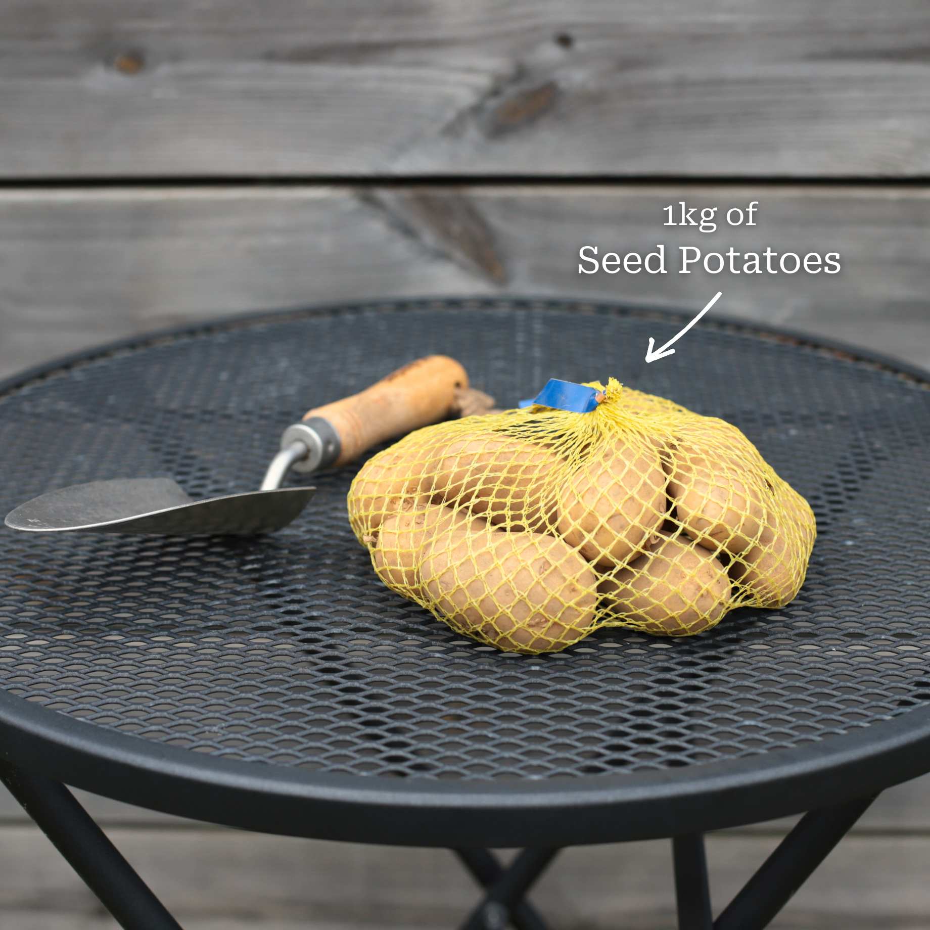 'Java' Maincrop Seed Potatoes