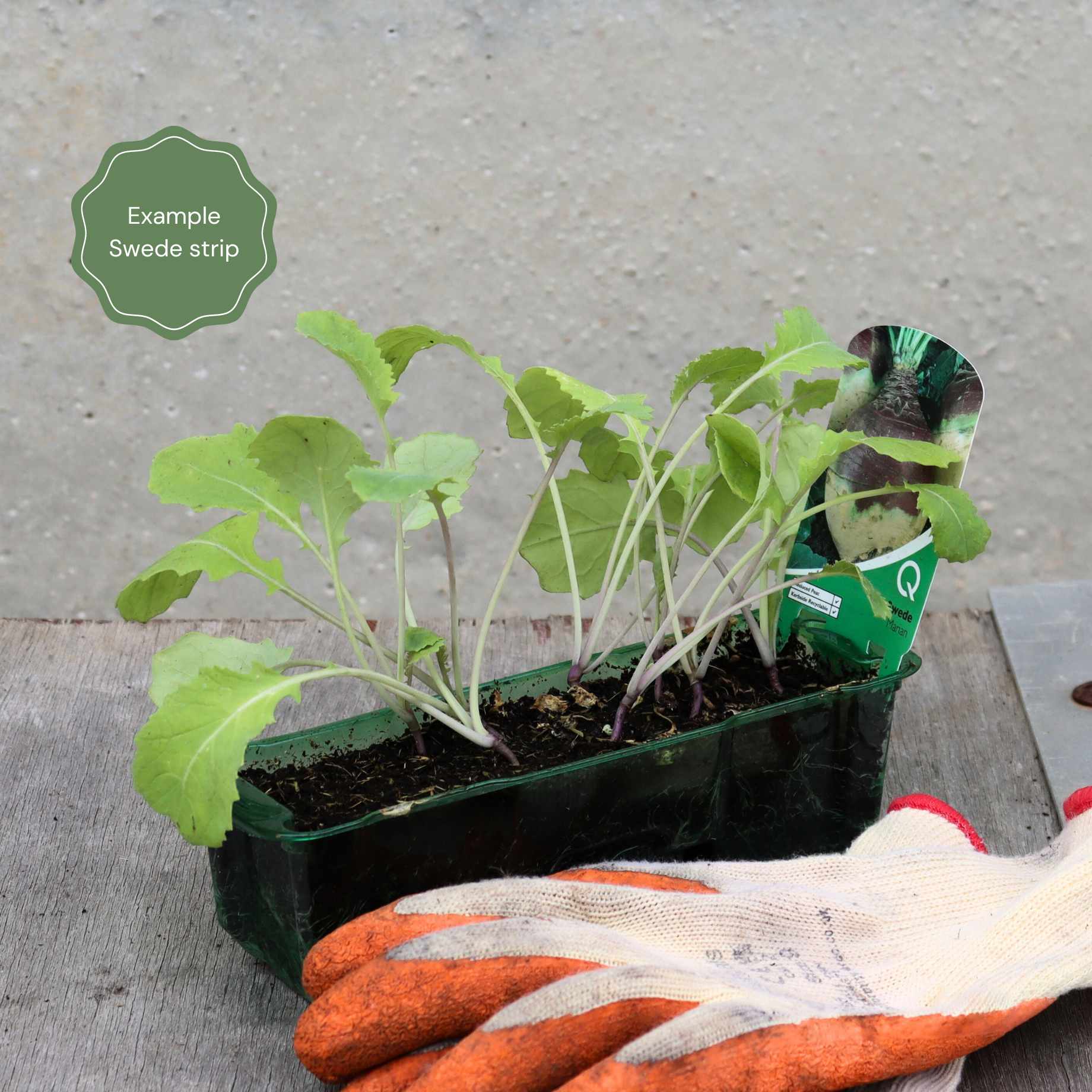 'Marian' Swede Plants