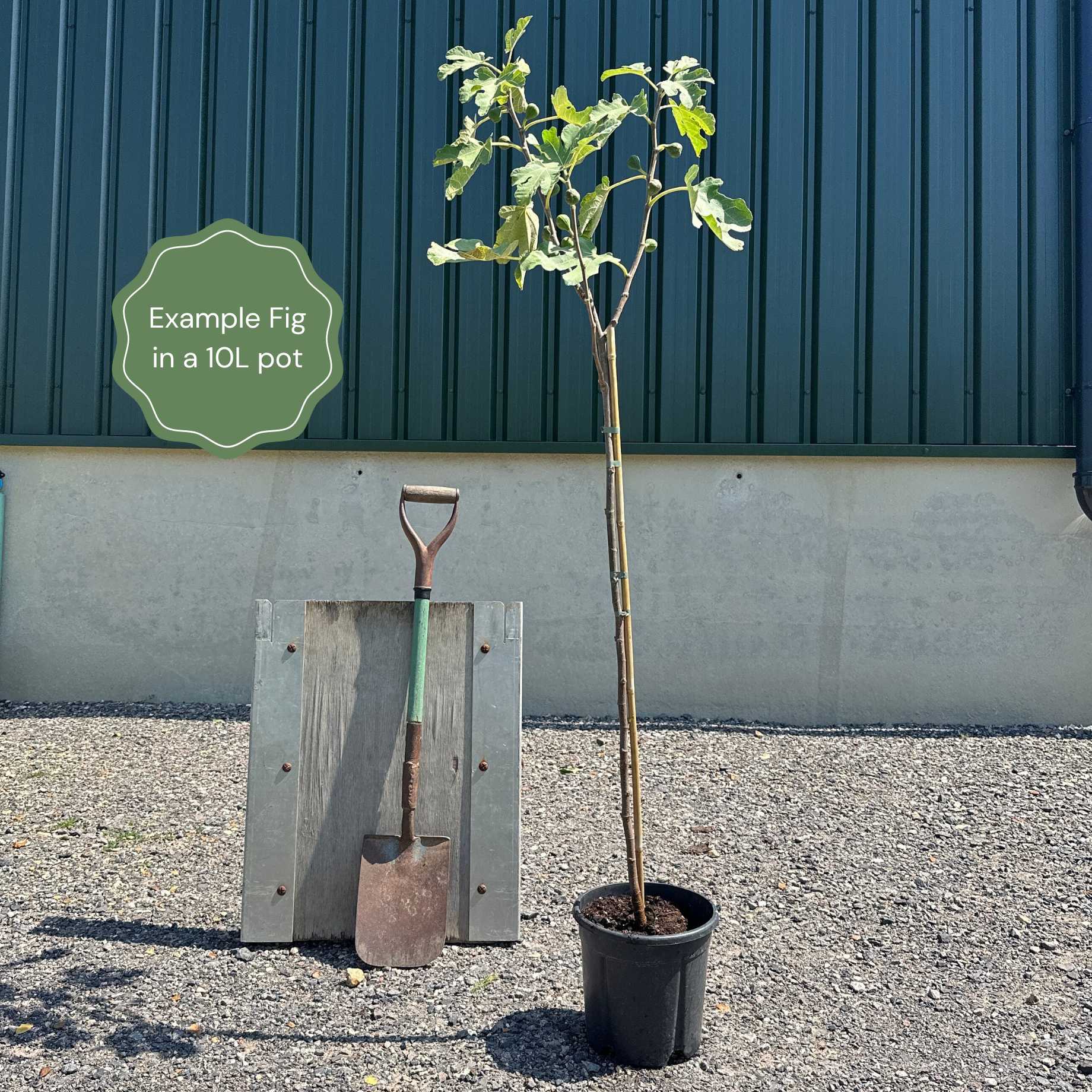 Half-Standard Fig Tree