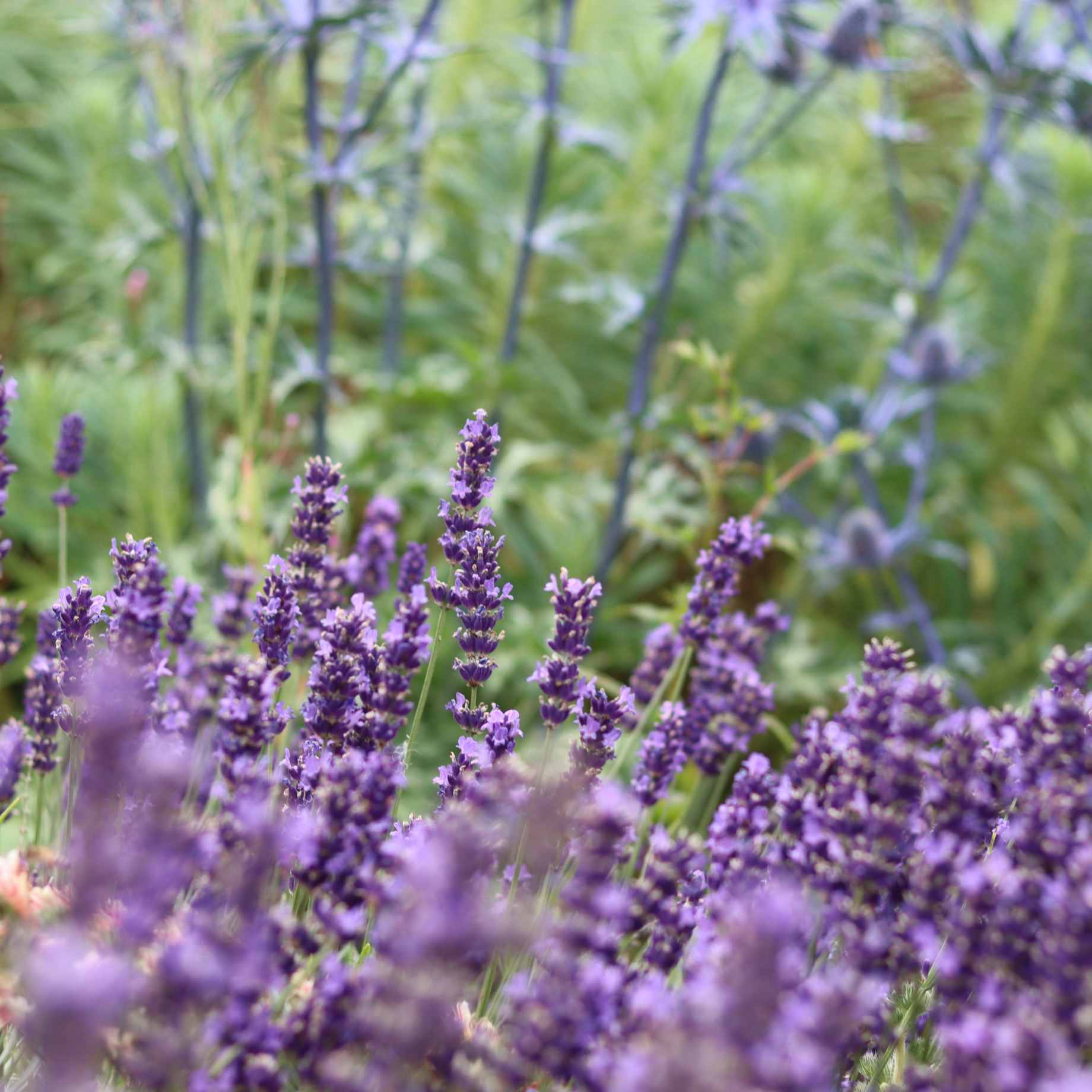 Lavandula angustifolia