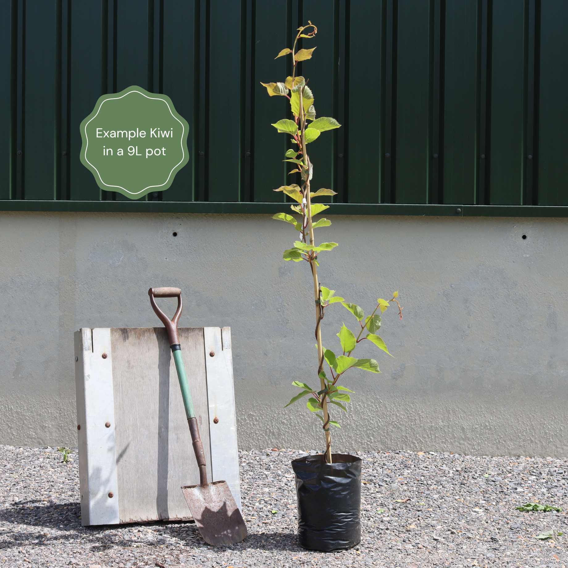 'Issai' Hardy Kiwi Plant