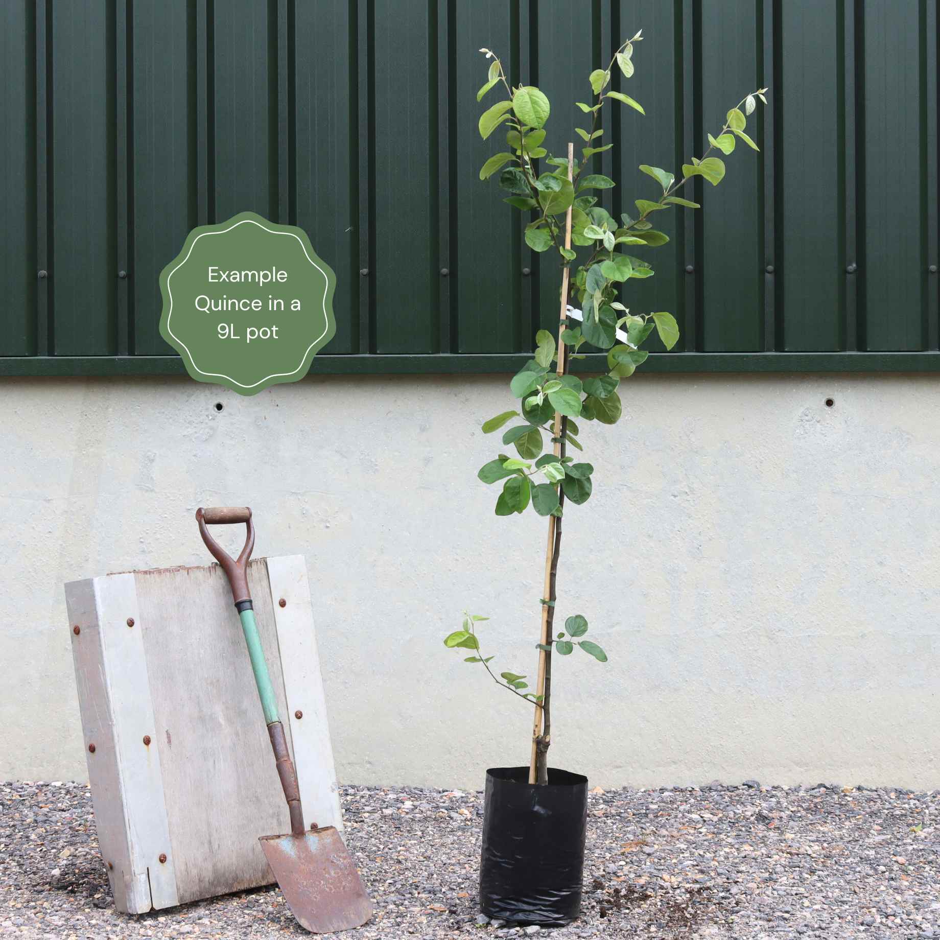 'Champion' Quince Tree