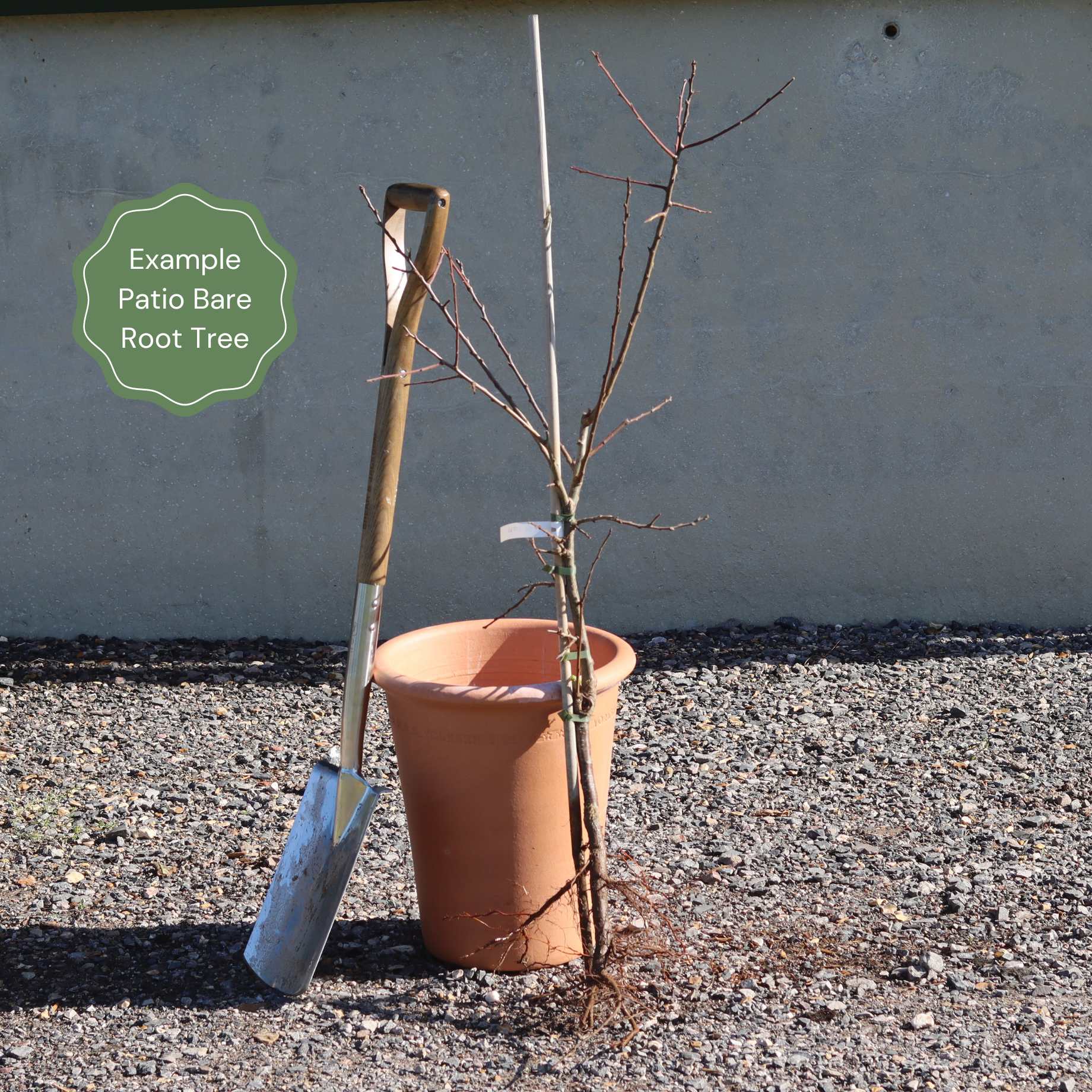 Patio Pear Tree