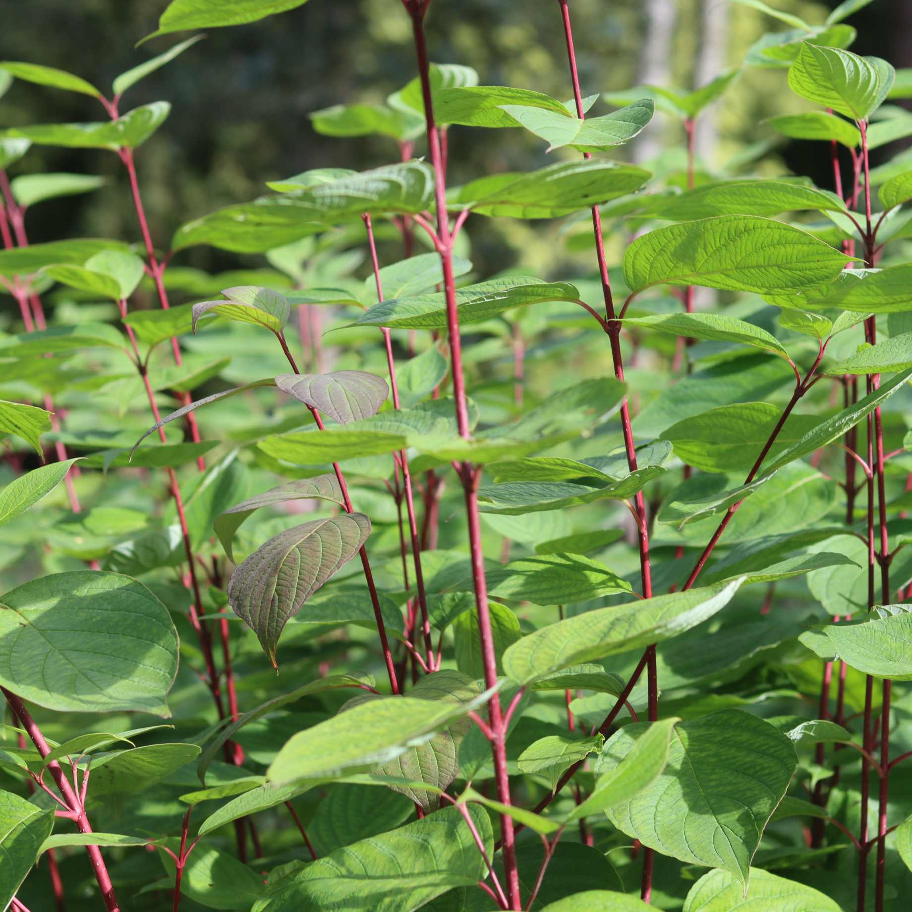 Cornus alba