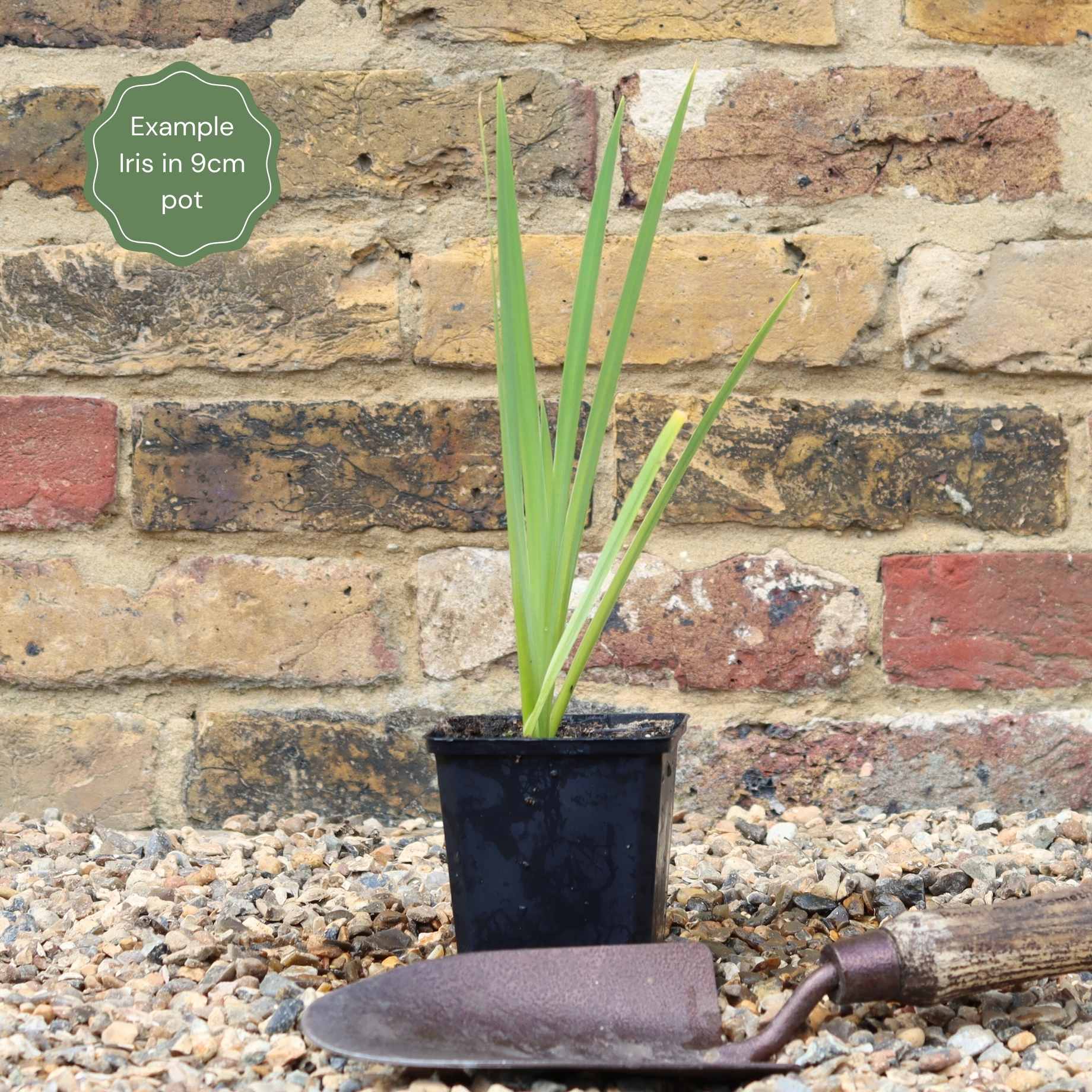 Iris pseudacorus 'Alba'