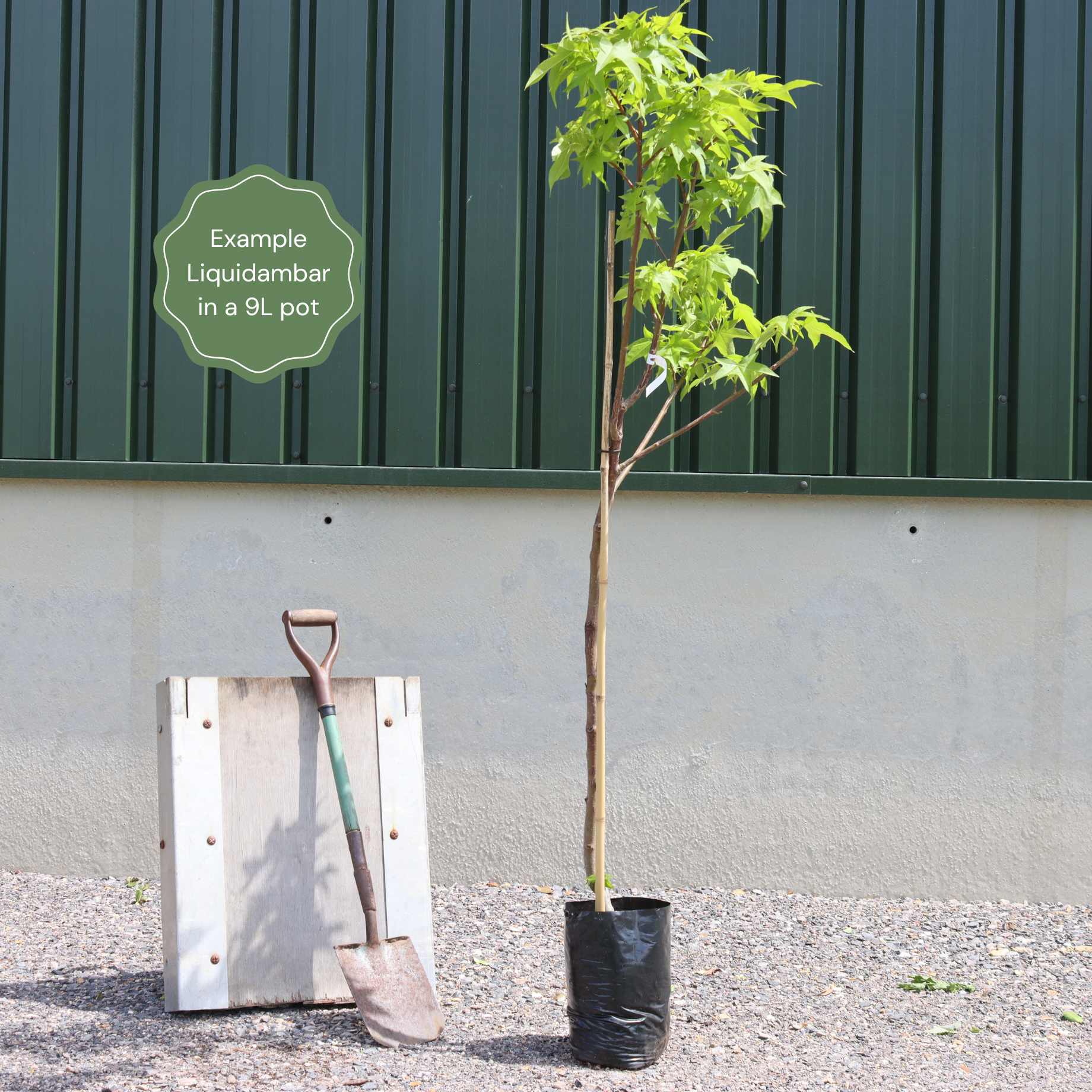 Liquidambar styraciflua