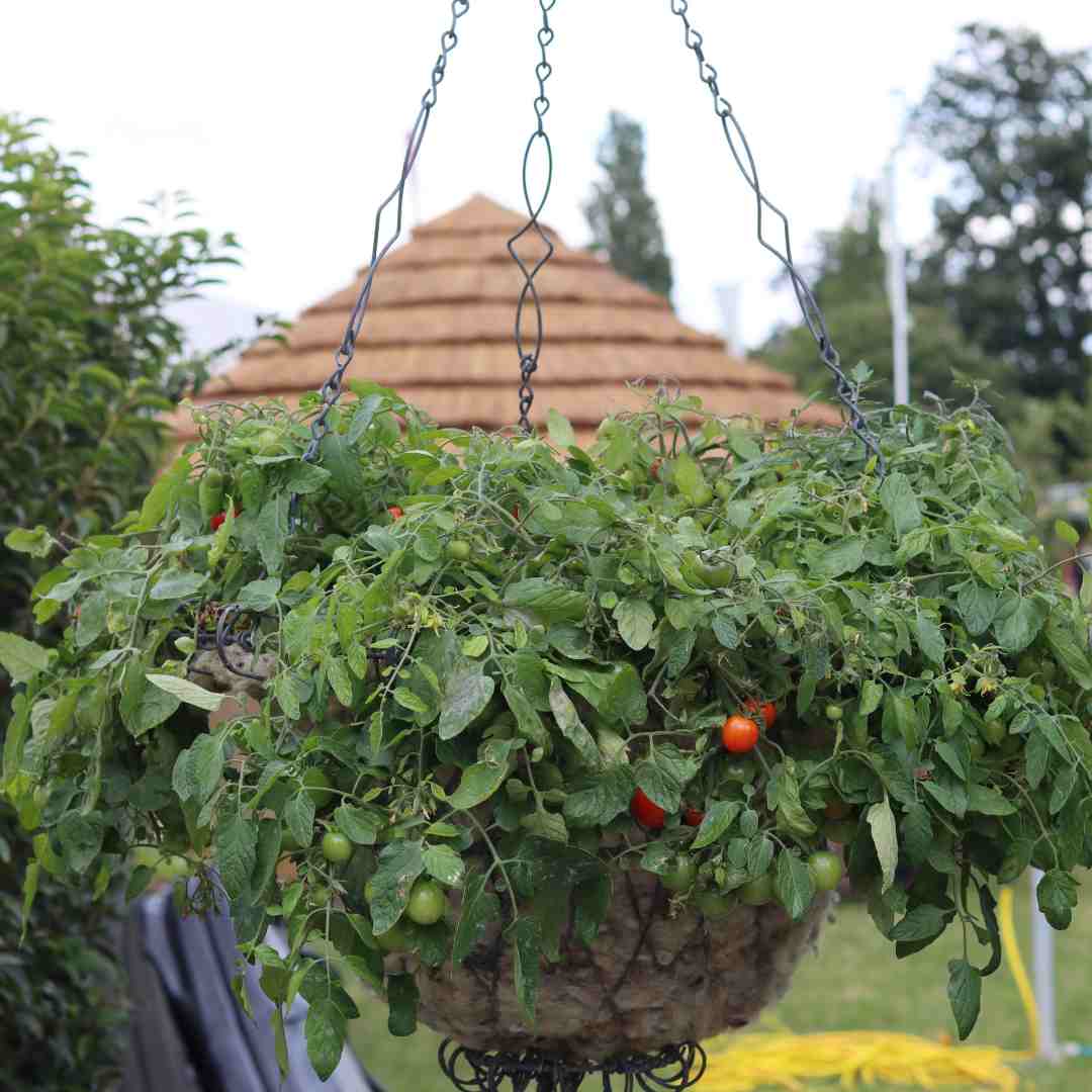 'Tumbling Tom Red' Tomato Plants