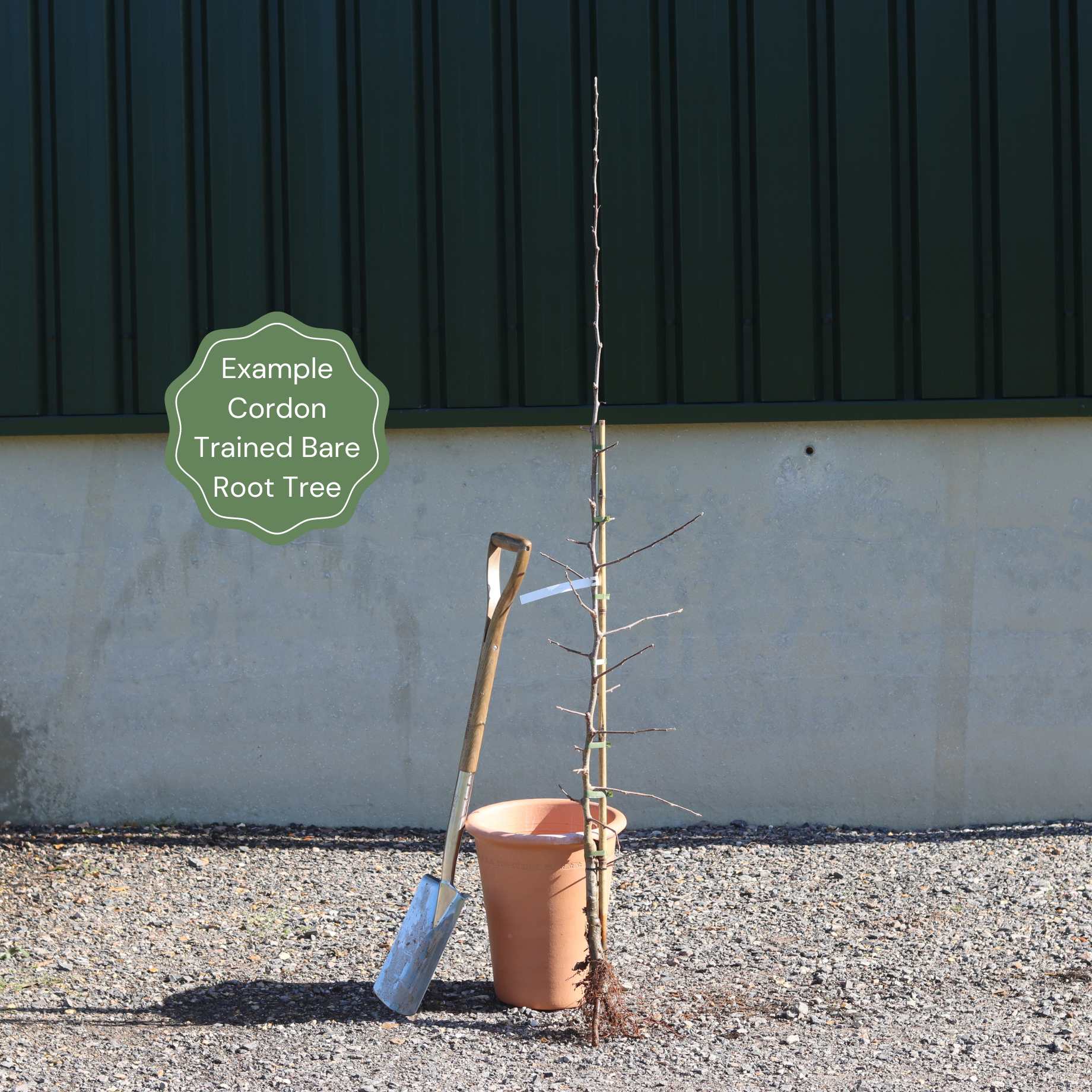 'Merryweather' Damson Tree