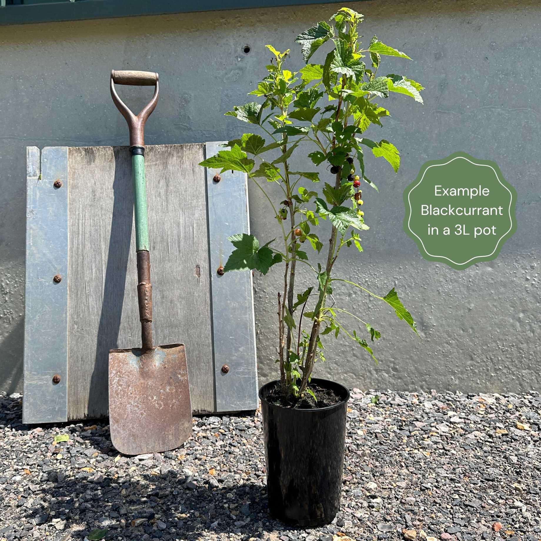 'Big Ben' Blackcurrant Bush