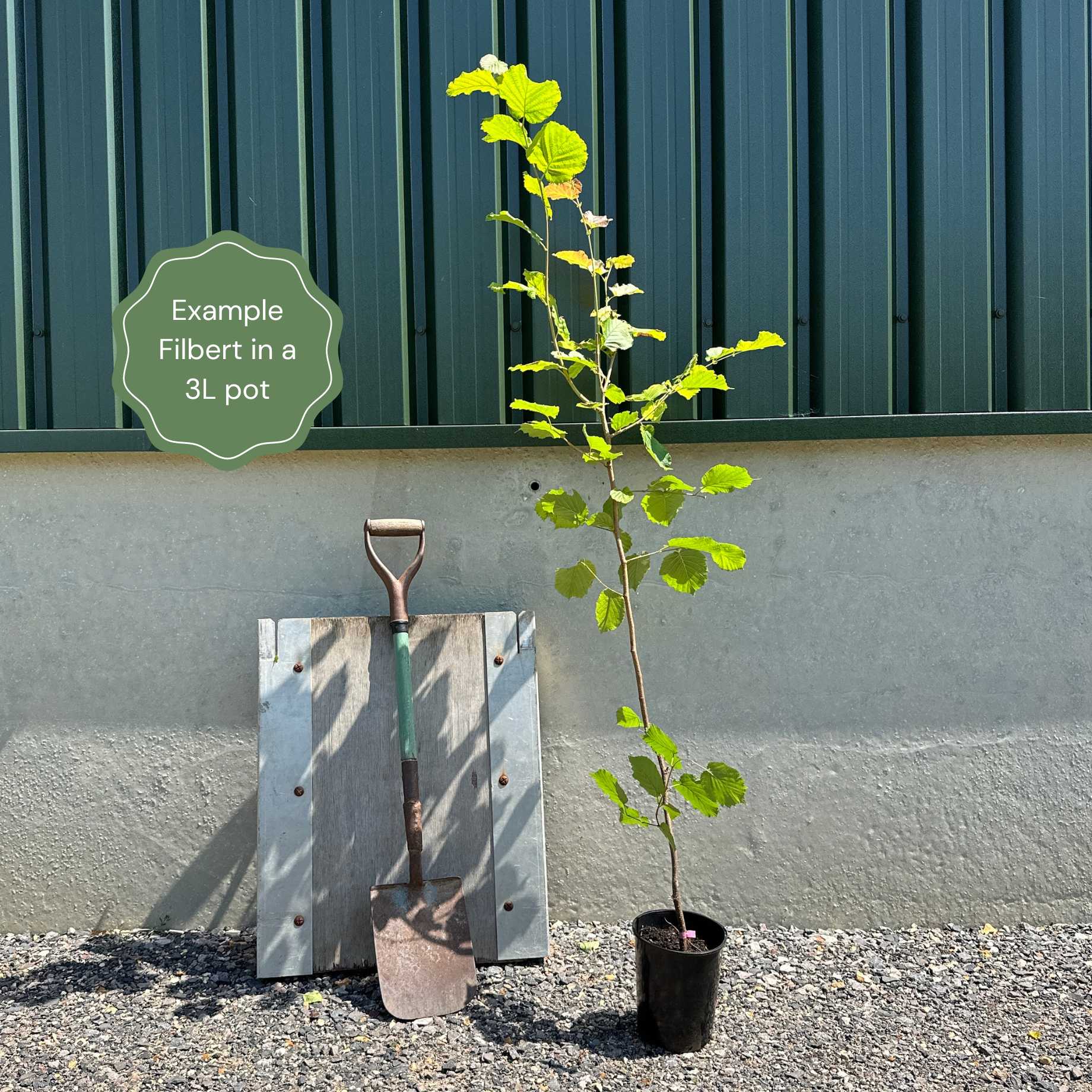 'Pearson's Prolific' Hazelnut Tree