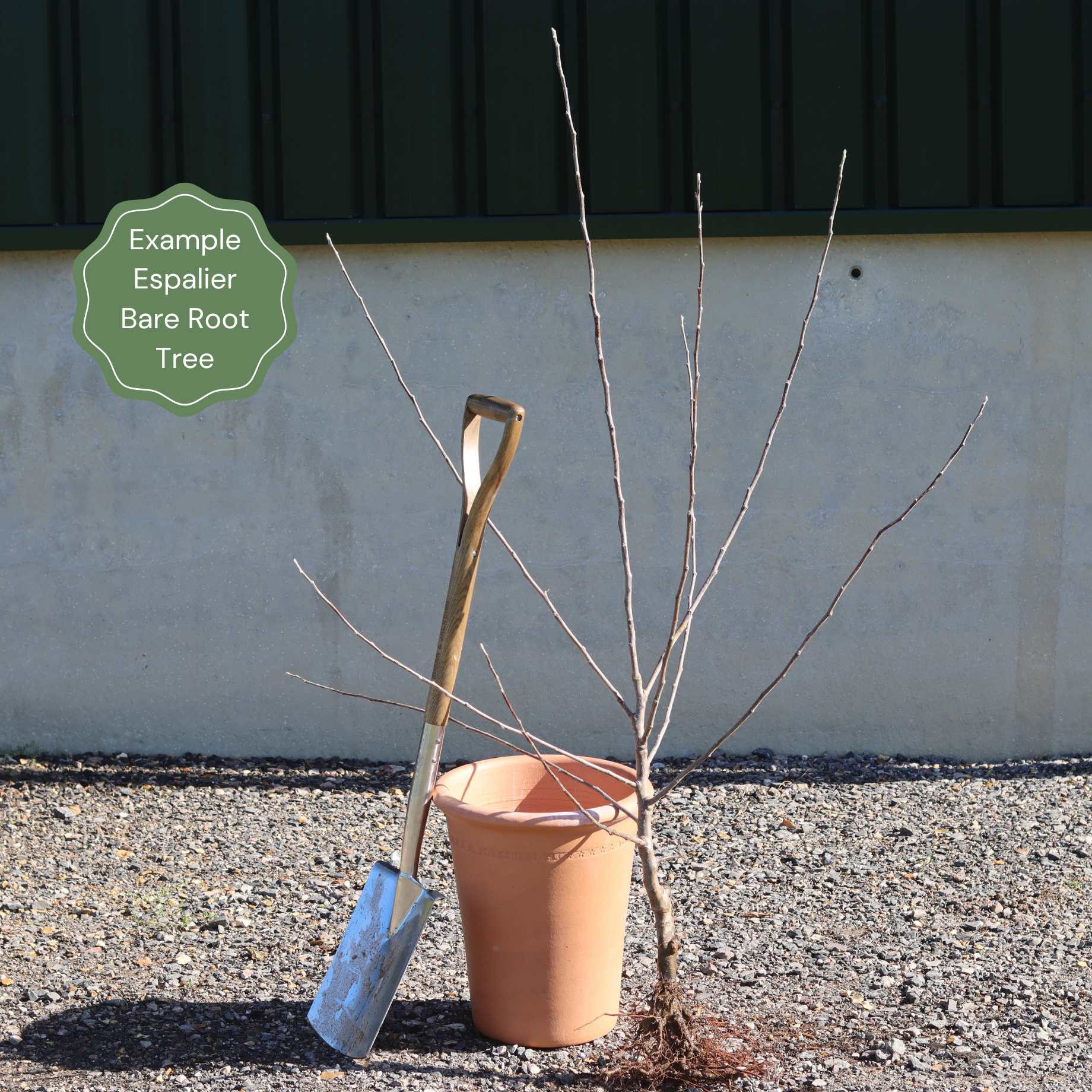 Espalier Apple Tree