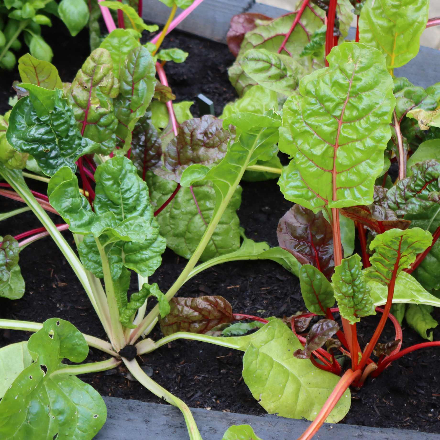 'Bright Lights' Swiss Chard Plants