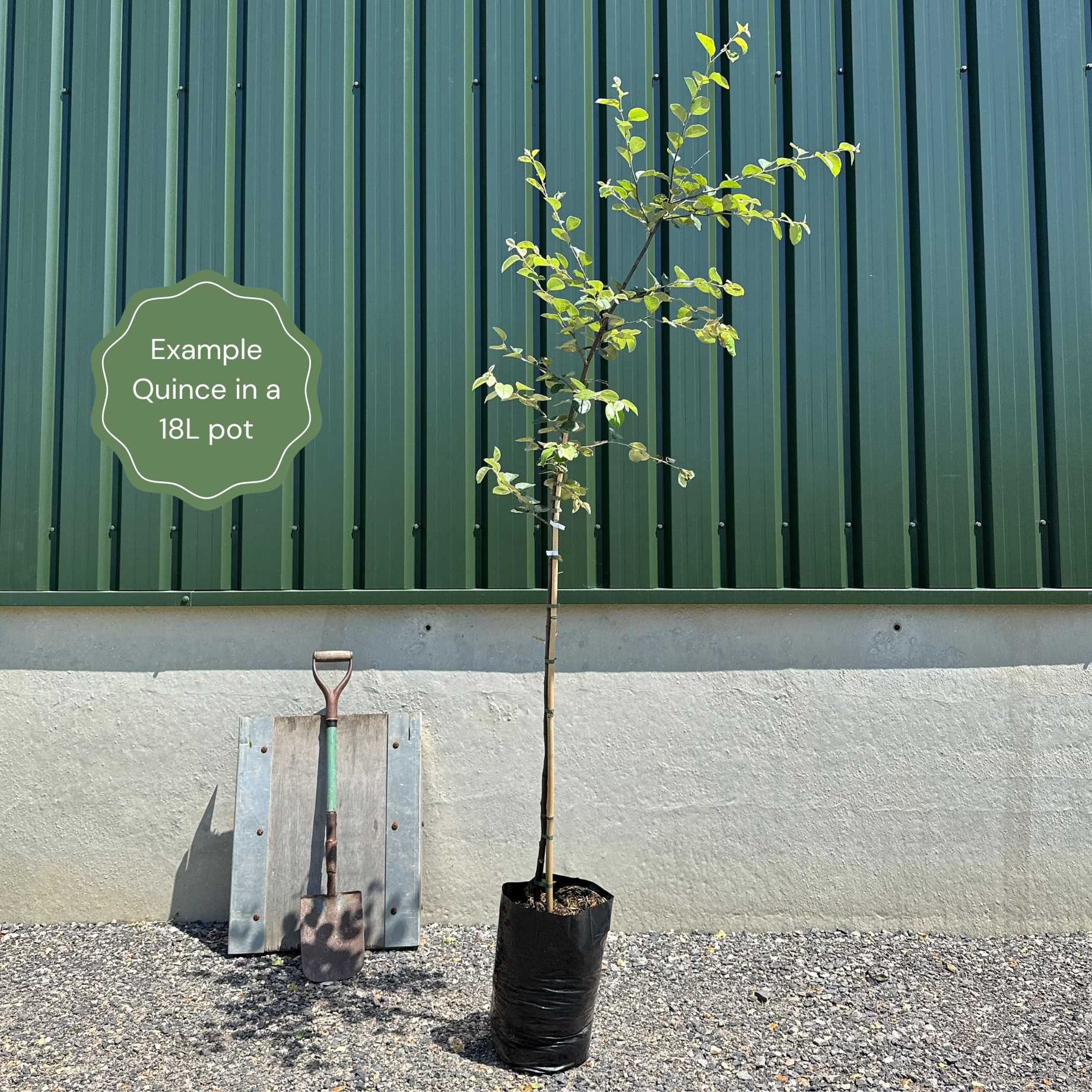'Champion' Quince Tree
