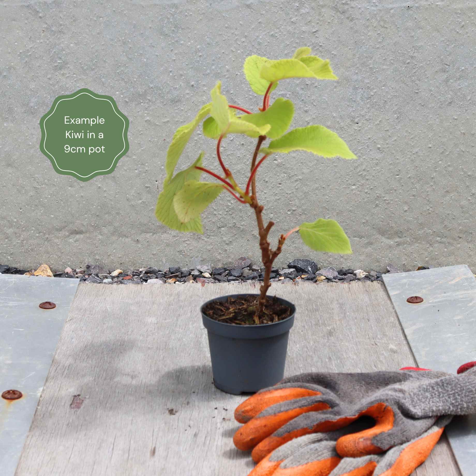 'Issai' Hardy Kiwi Plant