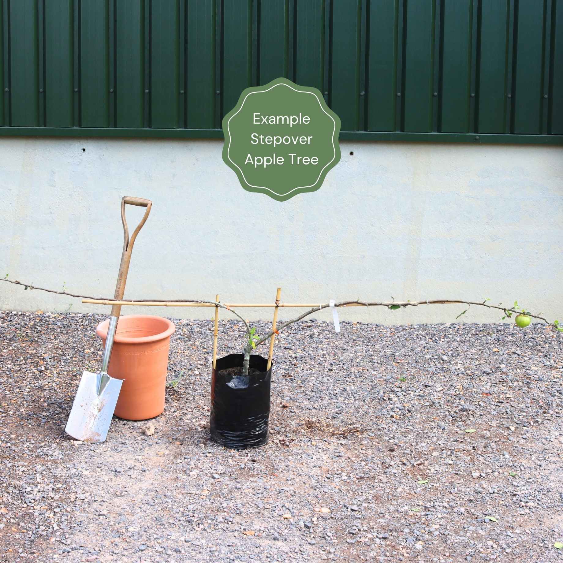 Stepover Apple Tree