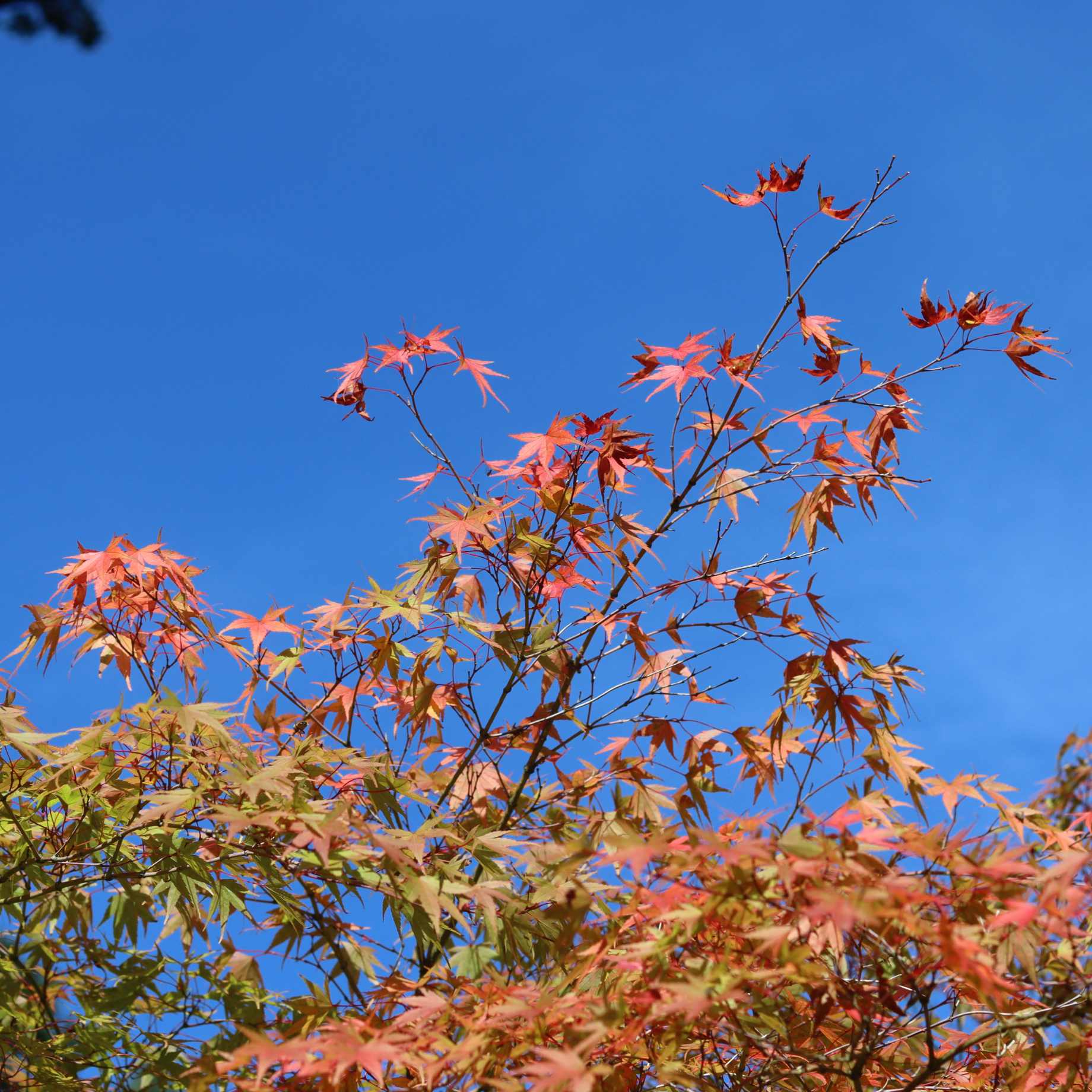 Acer palmatum 'Ueno Yama'