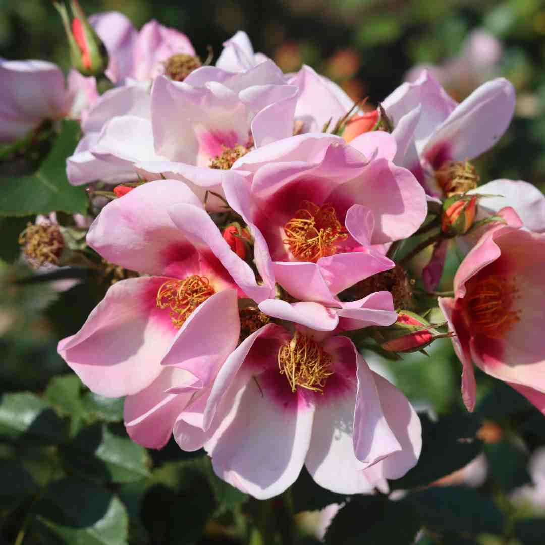 'For Your Eyes Only' Floribunda Rose