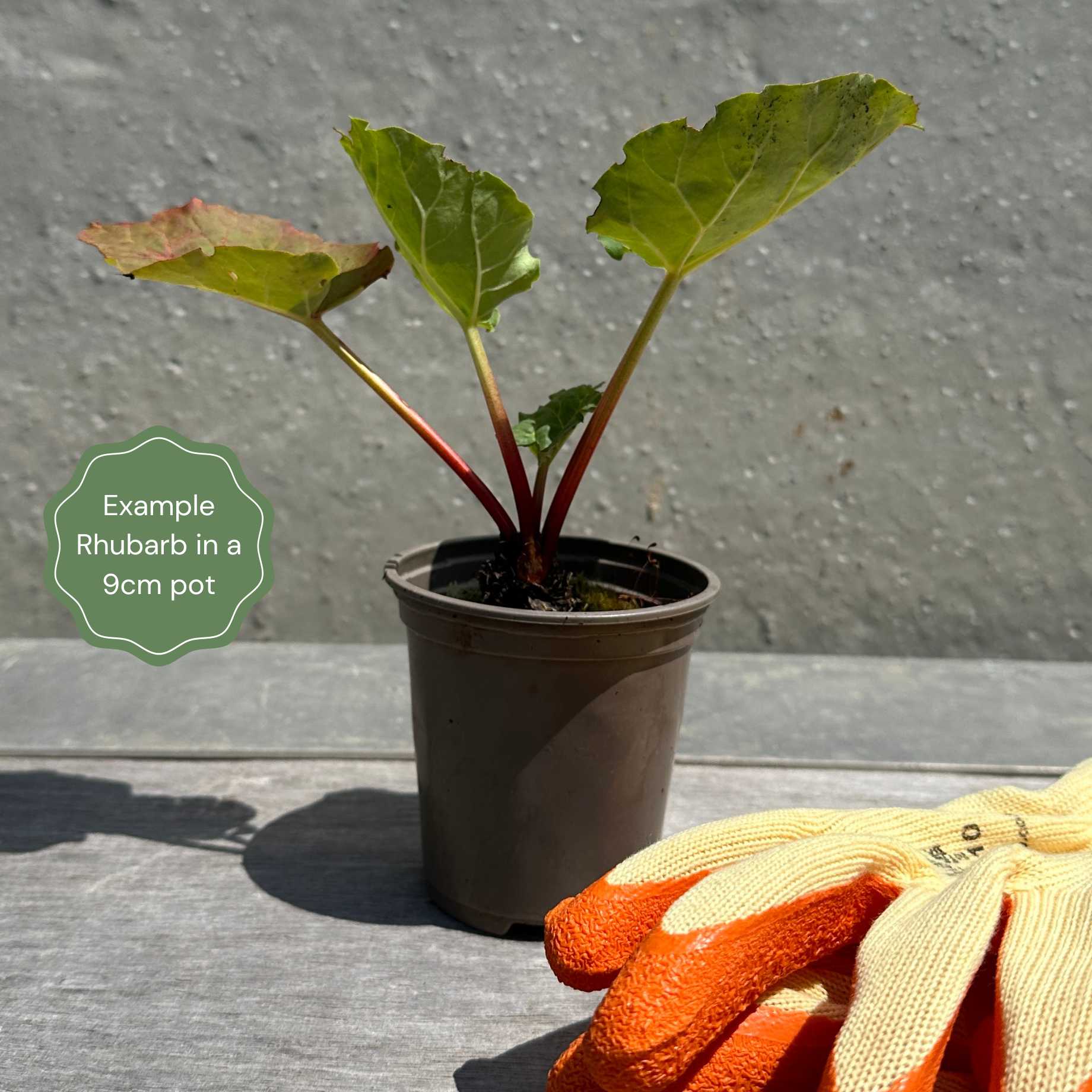'Fulton's Strawberry Surprise' Rhubarb Plant