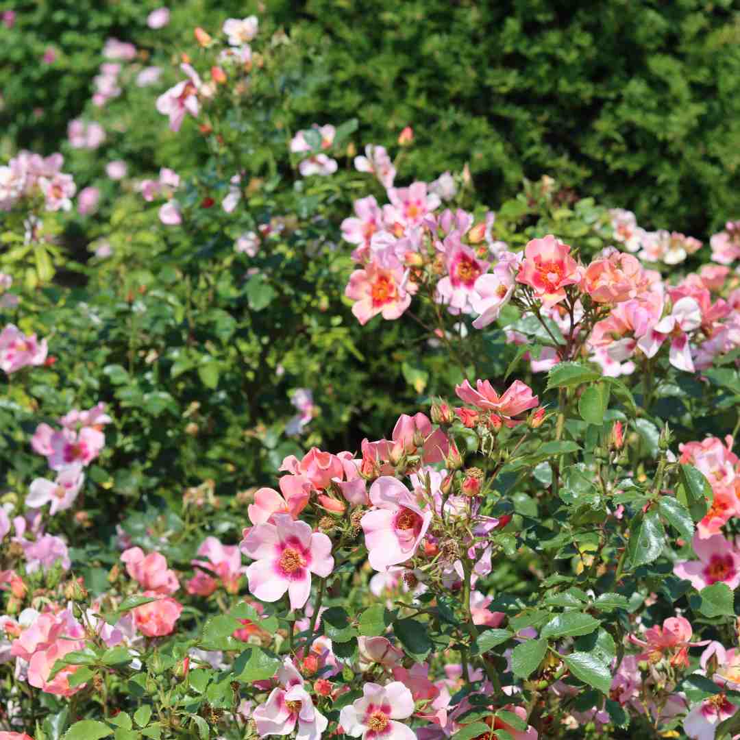 'For Your Eyes Only' Floribunda Rose