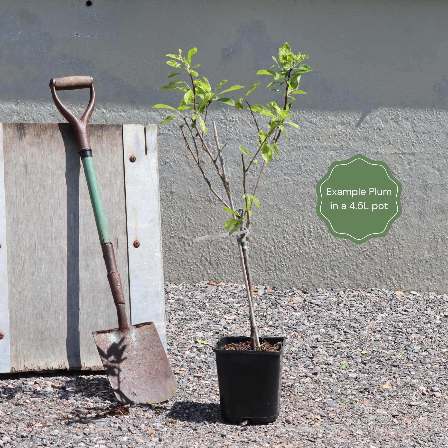 'Old Greengage' Plum Tree