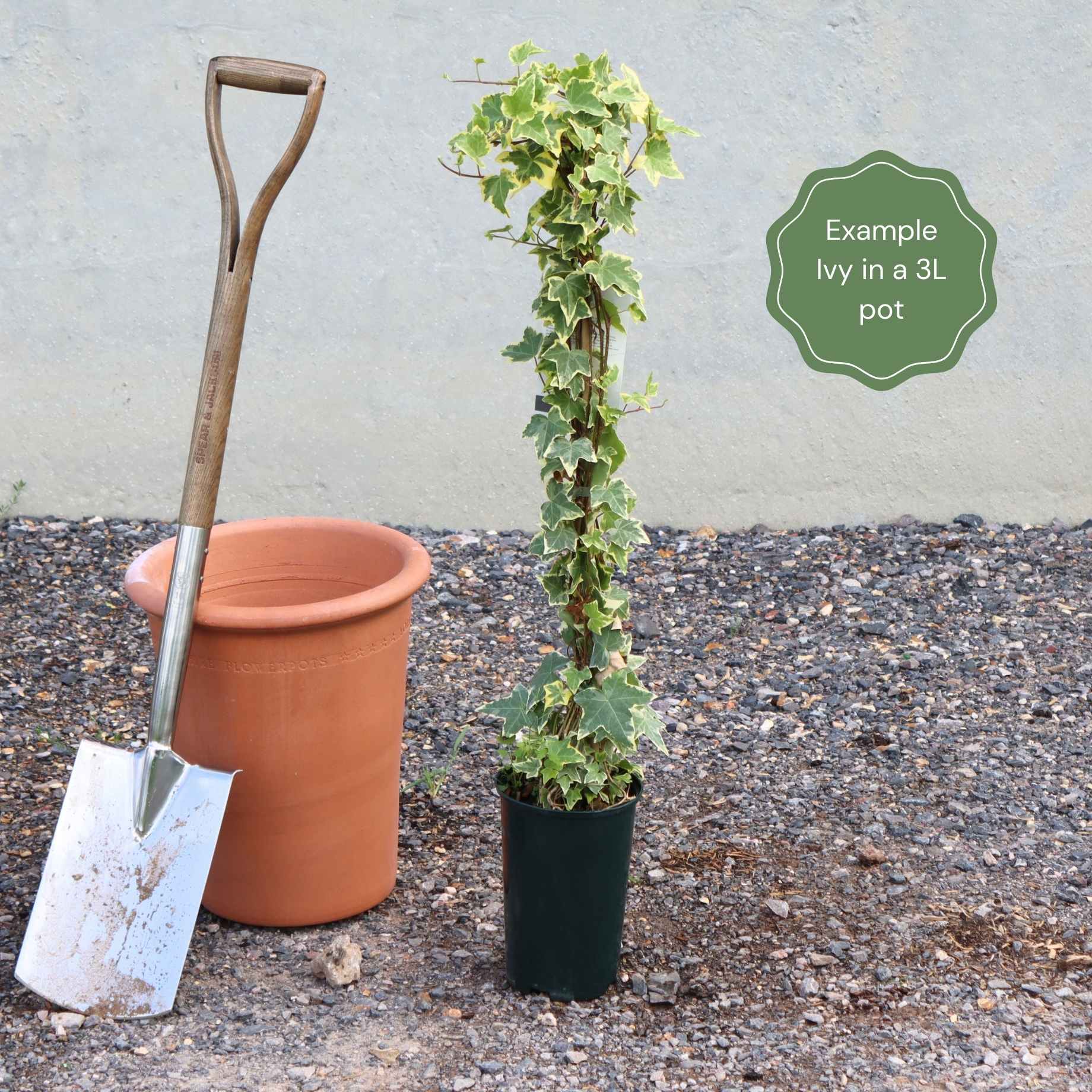 Parthenocissus tricuspidata 'Veitchi'