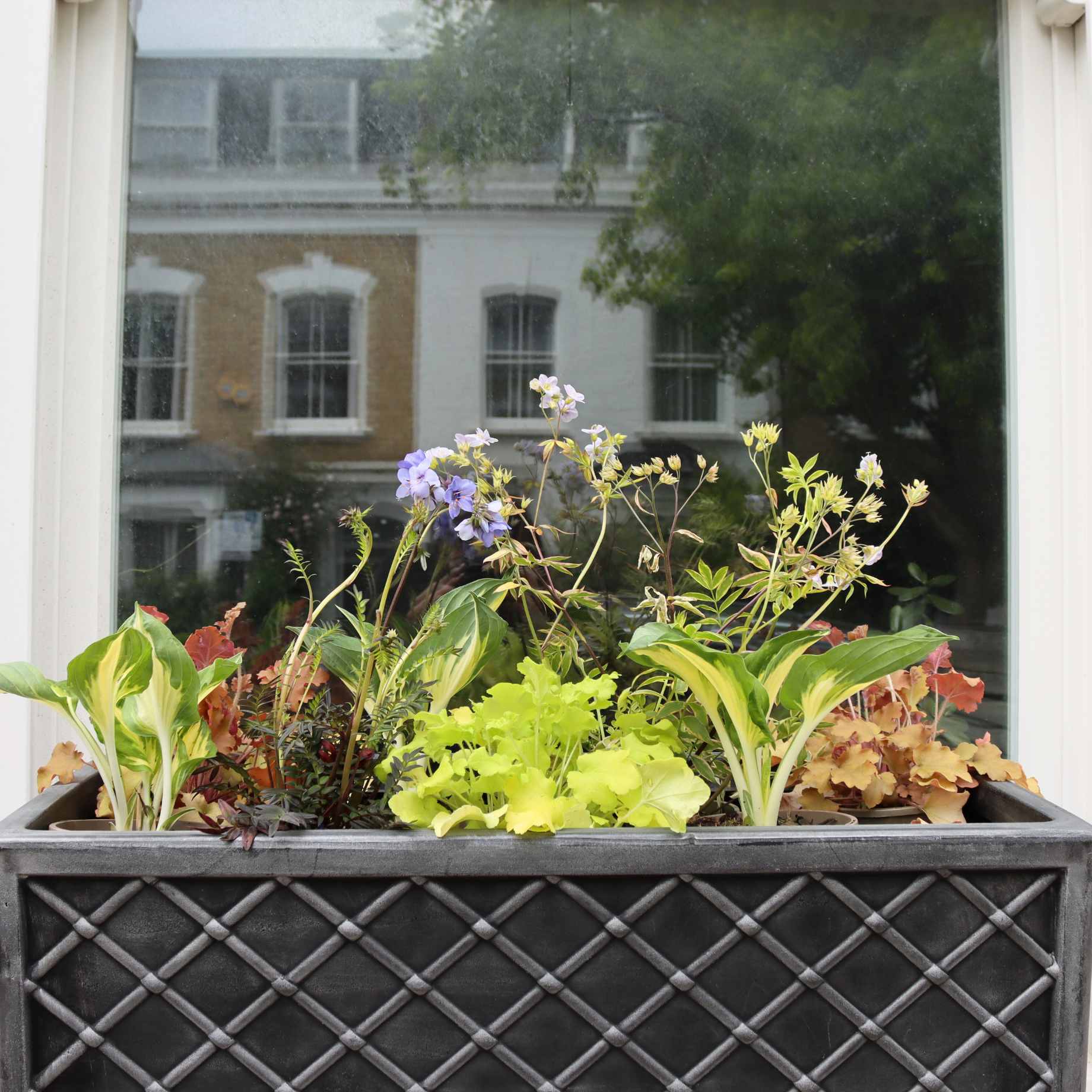 All Year Round Window Box Collection