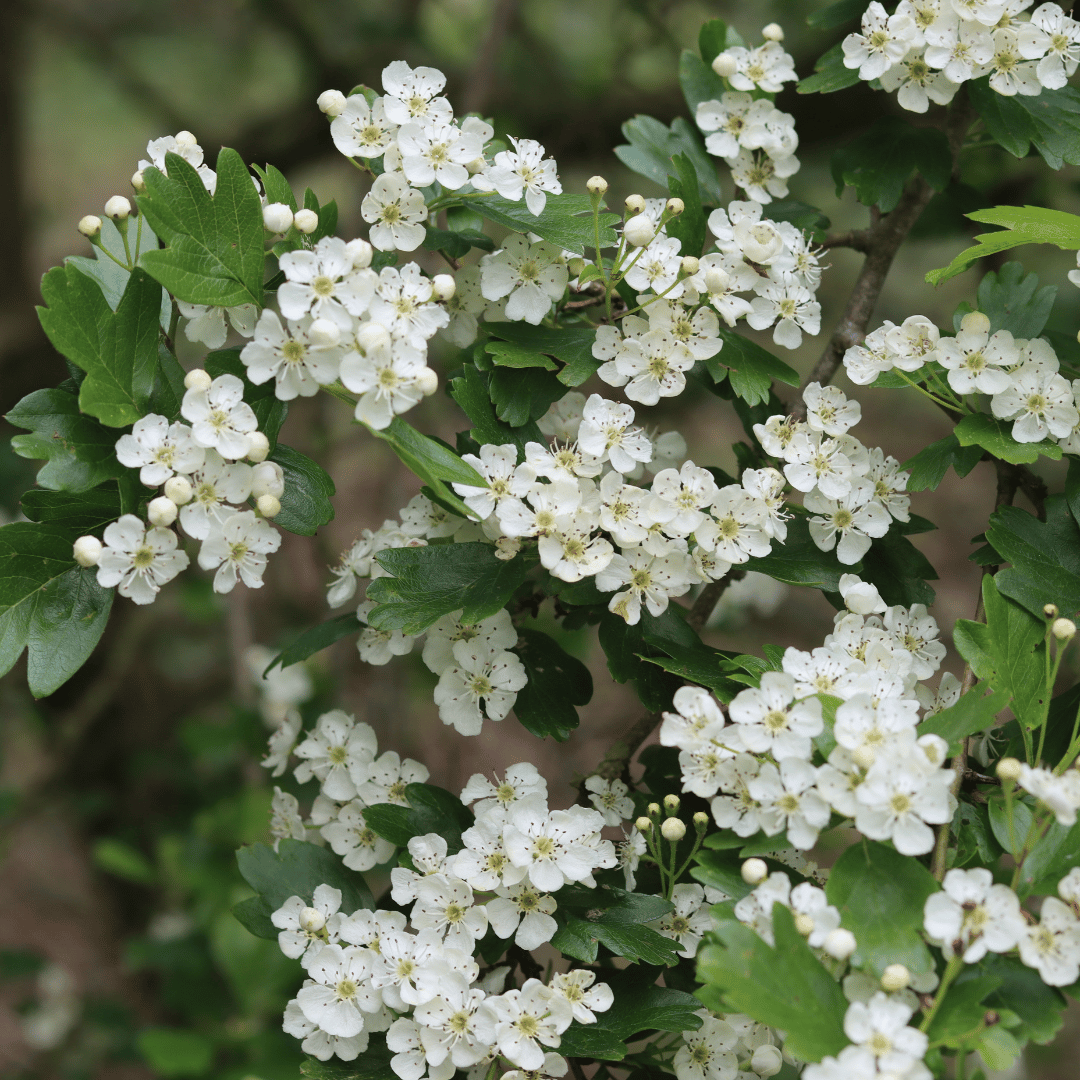 Crataegus monogyna