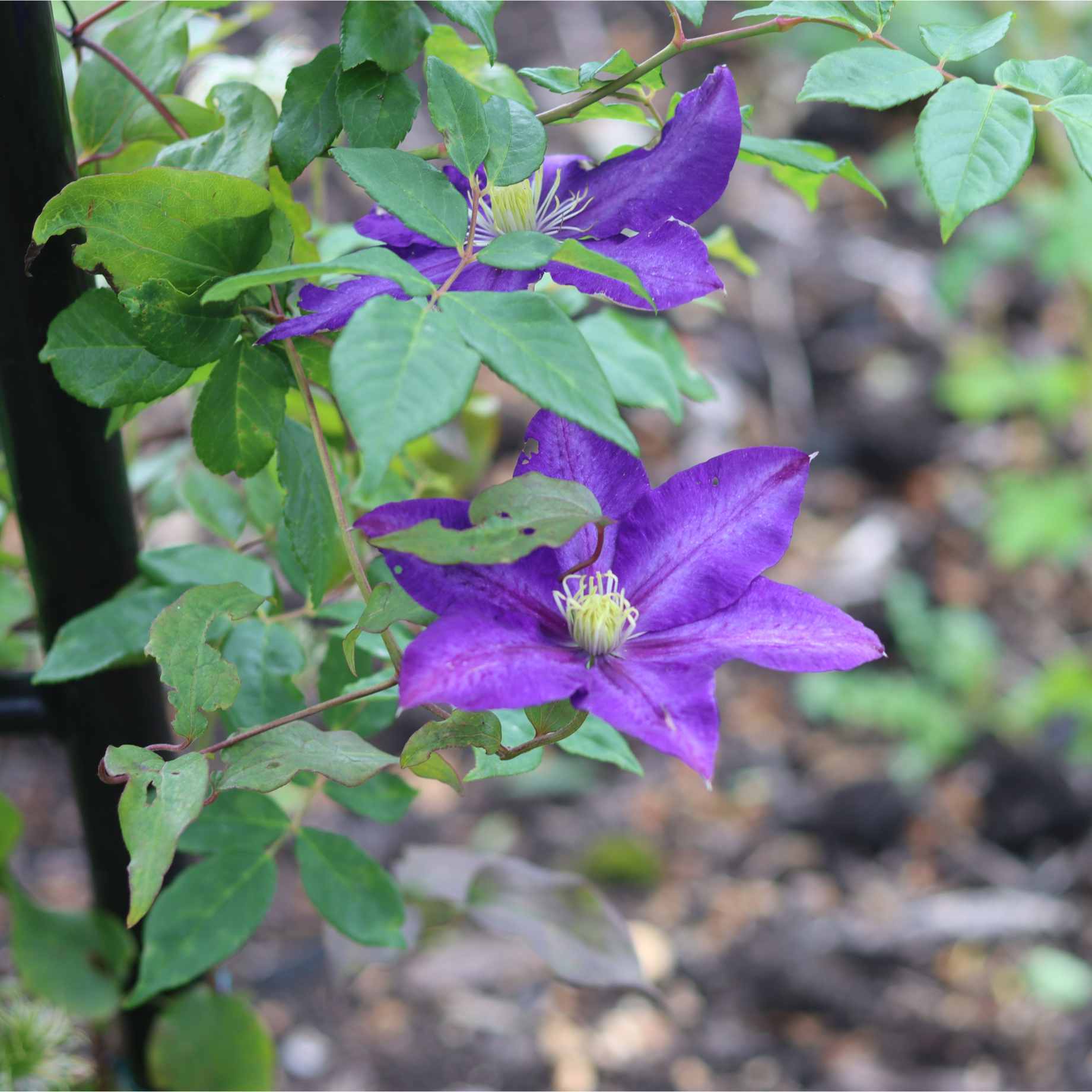 Clematis viticella 'Polish Spirit'