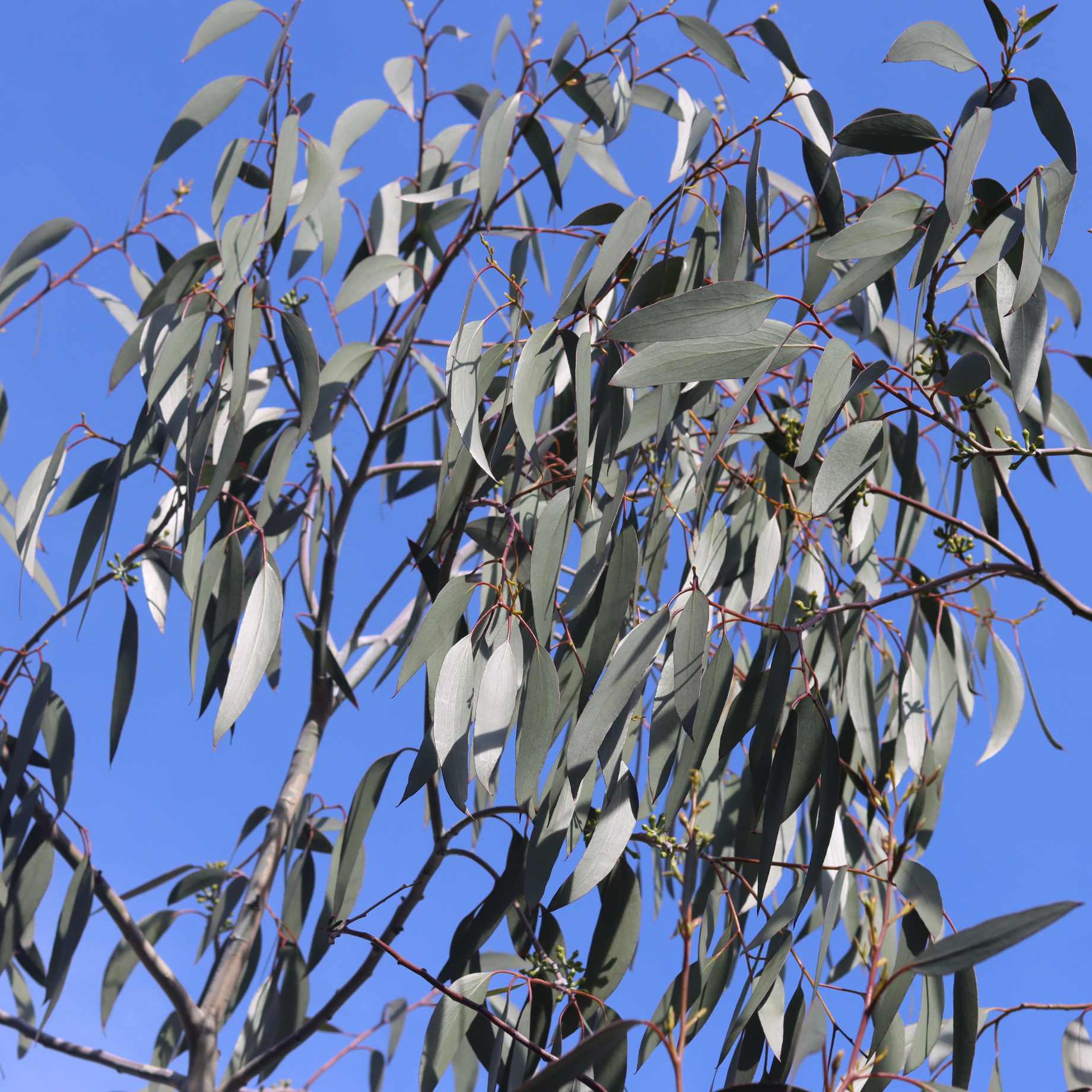 Eucalyptus pauciflora 'Niphophila'