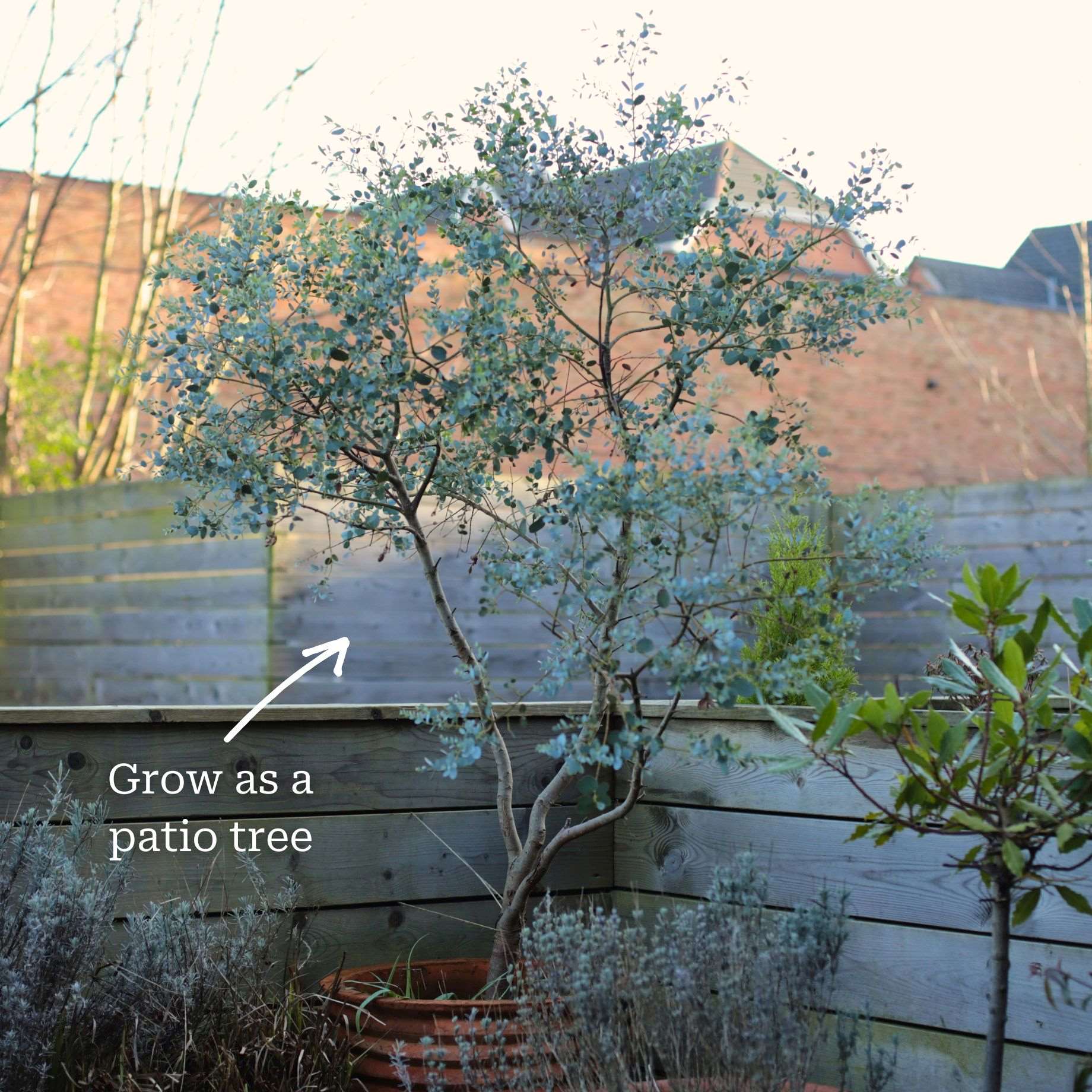 Eucalyptus gunnii