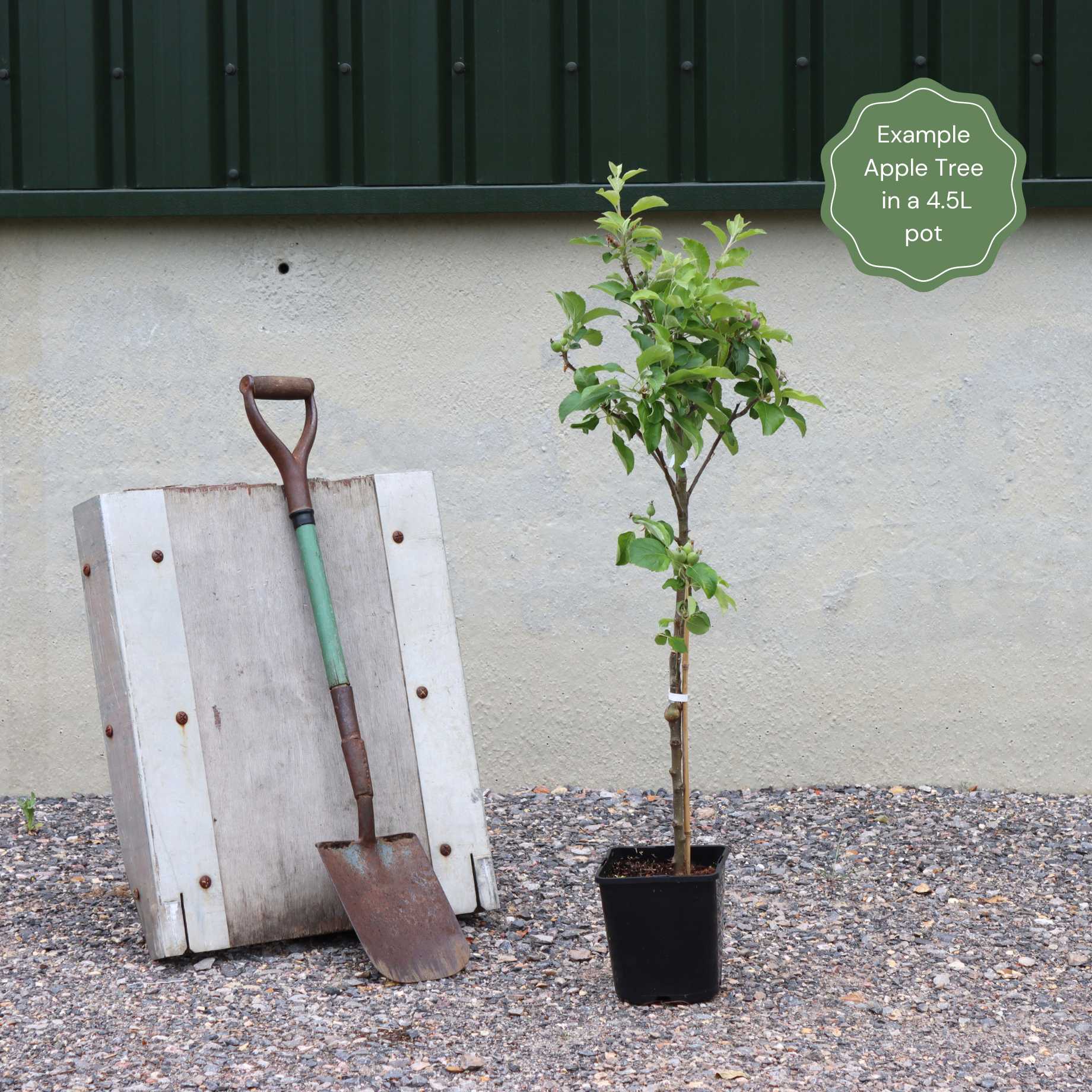 'Pixie' Apple Tree